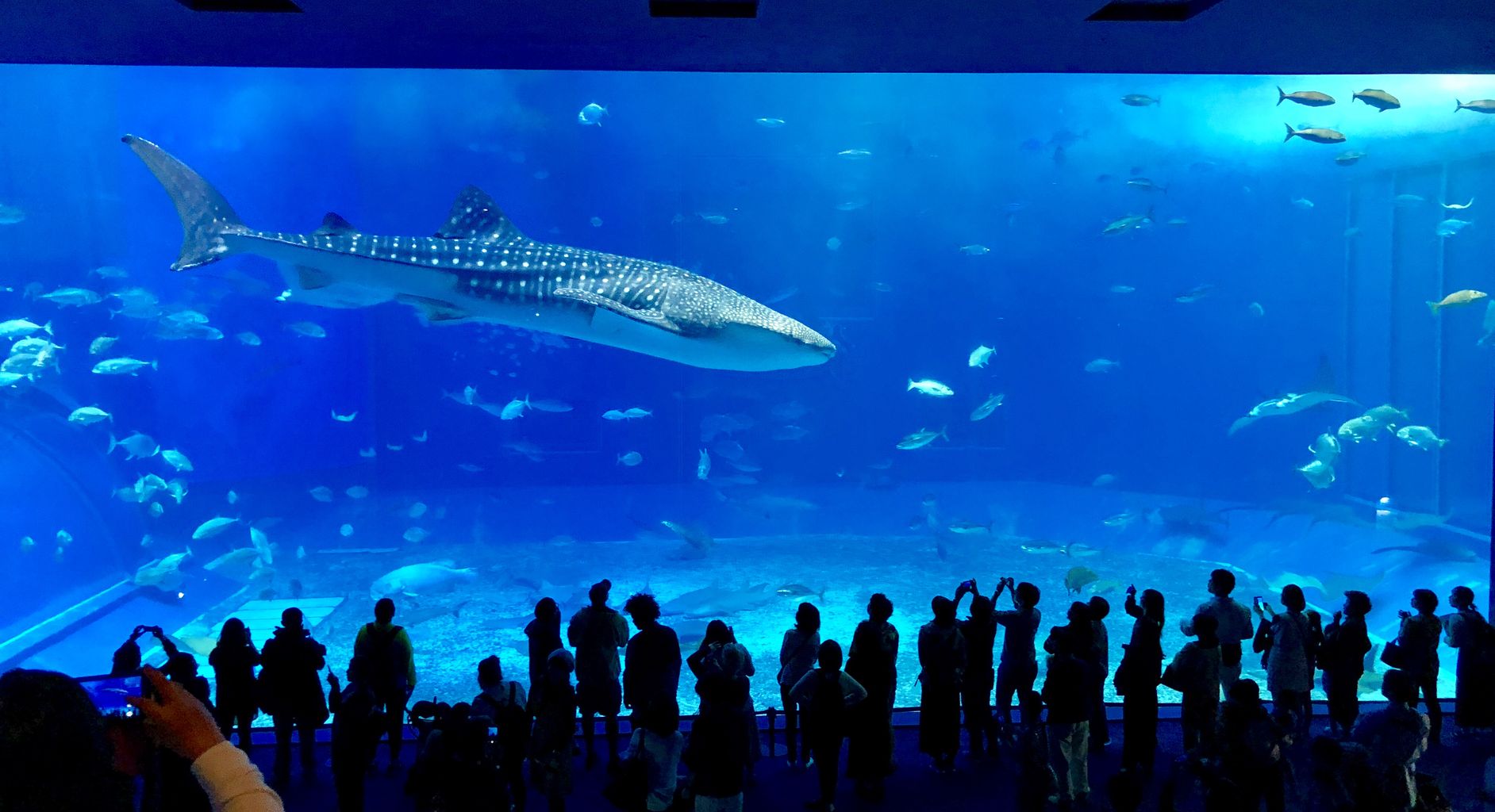 沖縄美ら海水族館【沖縄県】(4種類) : どたんのスタンプコレクション