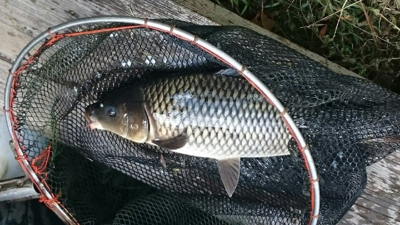 鯉という魚 しょたもんの人生再構築