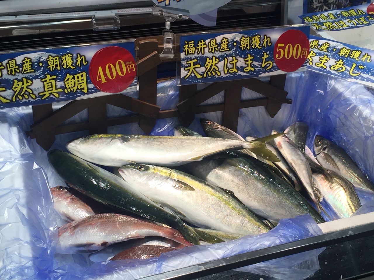 くら天然魚市場に行ってきた しょたもんの人生再構築