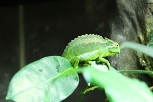 140109peacockm12