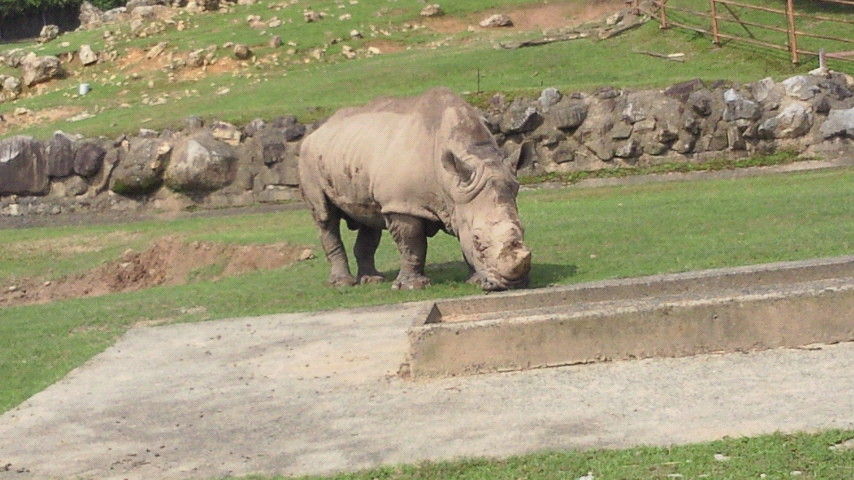 Makoさんのわくわく動物ランド 秋吉台サファリランド編 正福寺 Home お坊さんの剛腕ラリアット Makoさんのわくわく動物ランド 秋吉台サファリランド編 正福寺 Home お坊さんの剛腕ラリアット