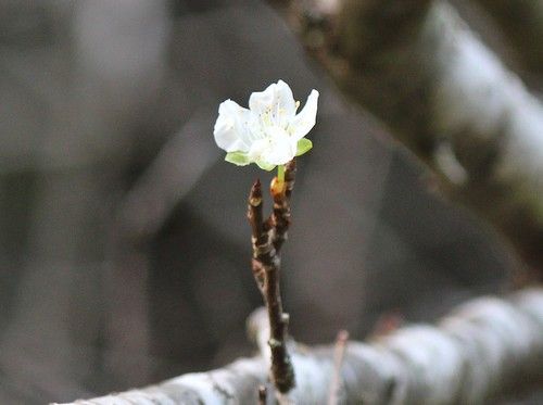 ふらり道草 季節の往来 随筆 Livedoor Blog ブログ ふらり道草 季節の往来 随筆 Livedoor Blog ブログ