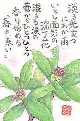 忘れし沈丁花 ふらり道草 季節の往来