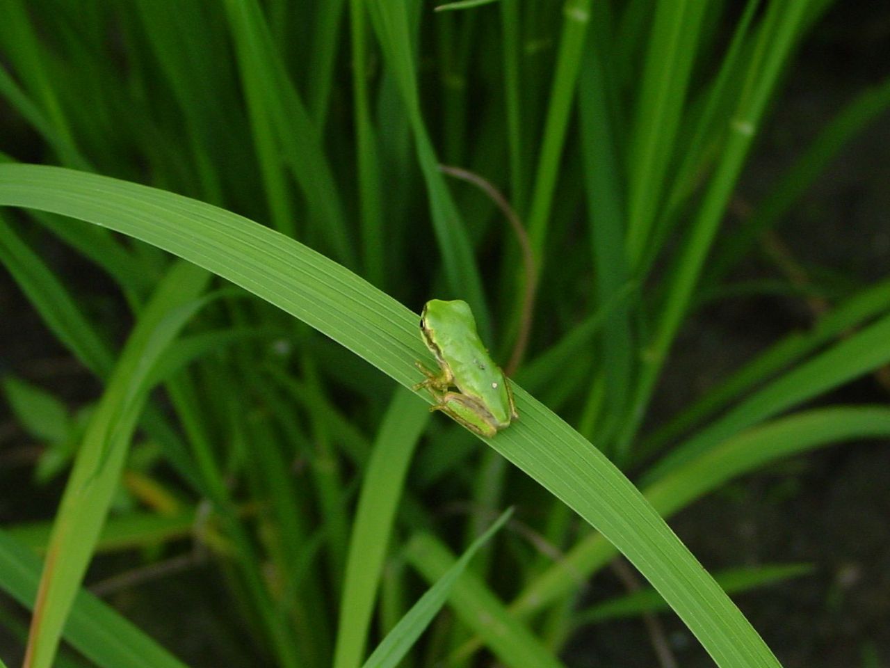 蛙鳴く初夏とはなりて ふらり道草 季節の往来