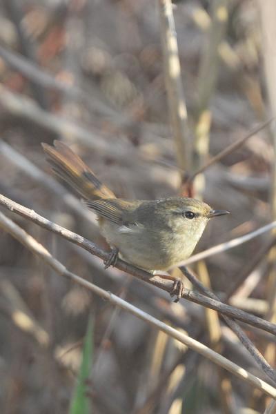 春告げ鳥は鳴く ふらり道草 季節の往来