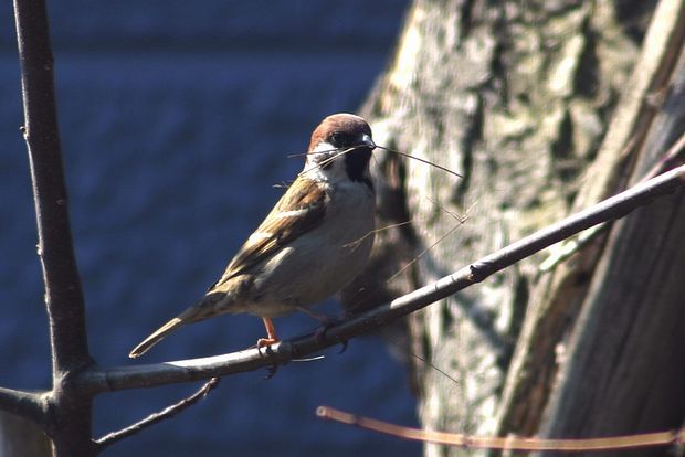 雀巣作りを始める日 ふらり道草 季節の往来