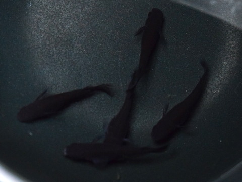 ＜彰圭めだか＞　極上漆黒　オロチメダカ 種親に! メス5匹 彰圭めだか＞ ガチ黒 漆黒 オロチメダカ 2ペア＋α