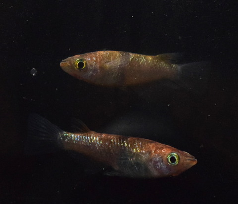 ＜彰圭めだか＞　極み　琥珀　三色ラメ メダカ　２ペア 琥珀ラメめだかの通販