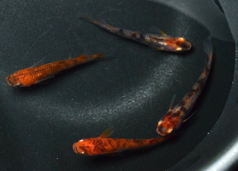 ＜彰圭めだか＞　極上血統　激渋　三色錦透明鱗メダカ　１ペア＋α 彰圭めだか＞ 極上血統 黒斑強 激渋 三色錦透明鱗メダカ