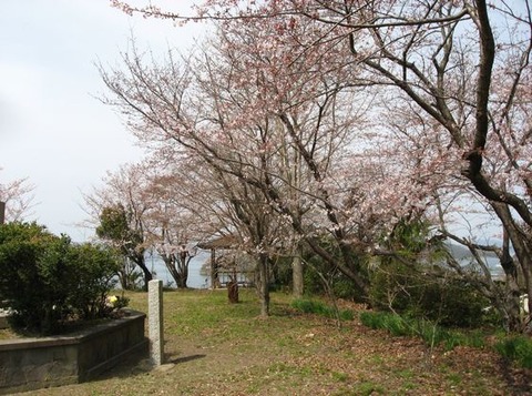 公園の桜　１