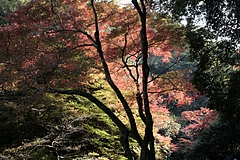 箕面の紅葉