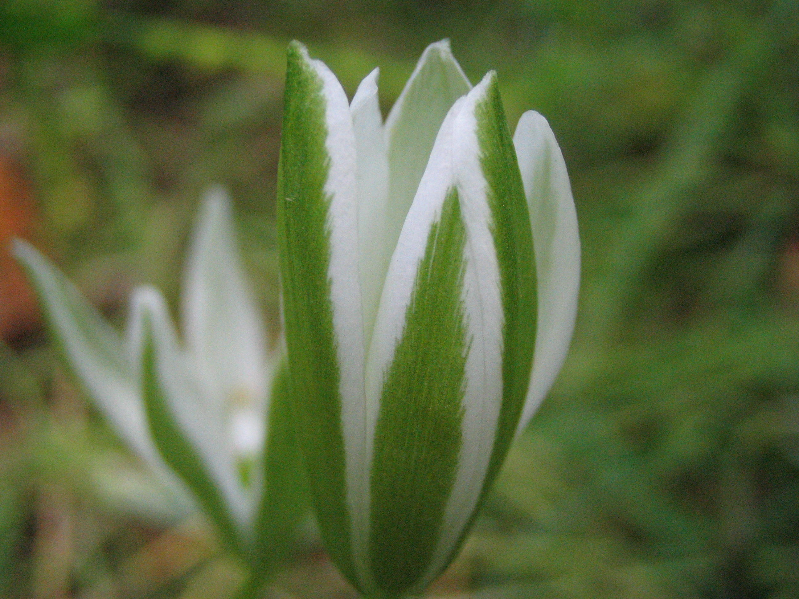 オオアマナ 大甘菜 道草