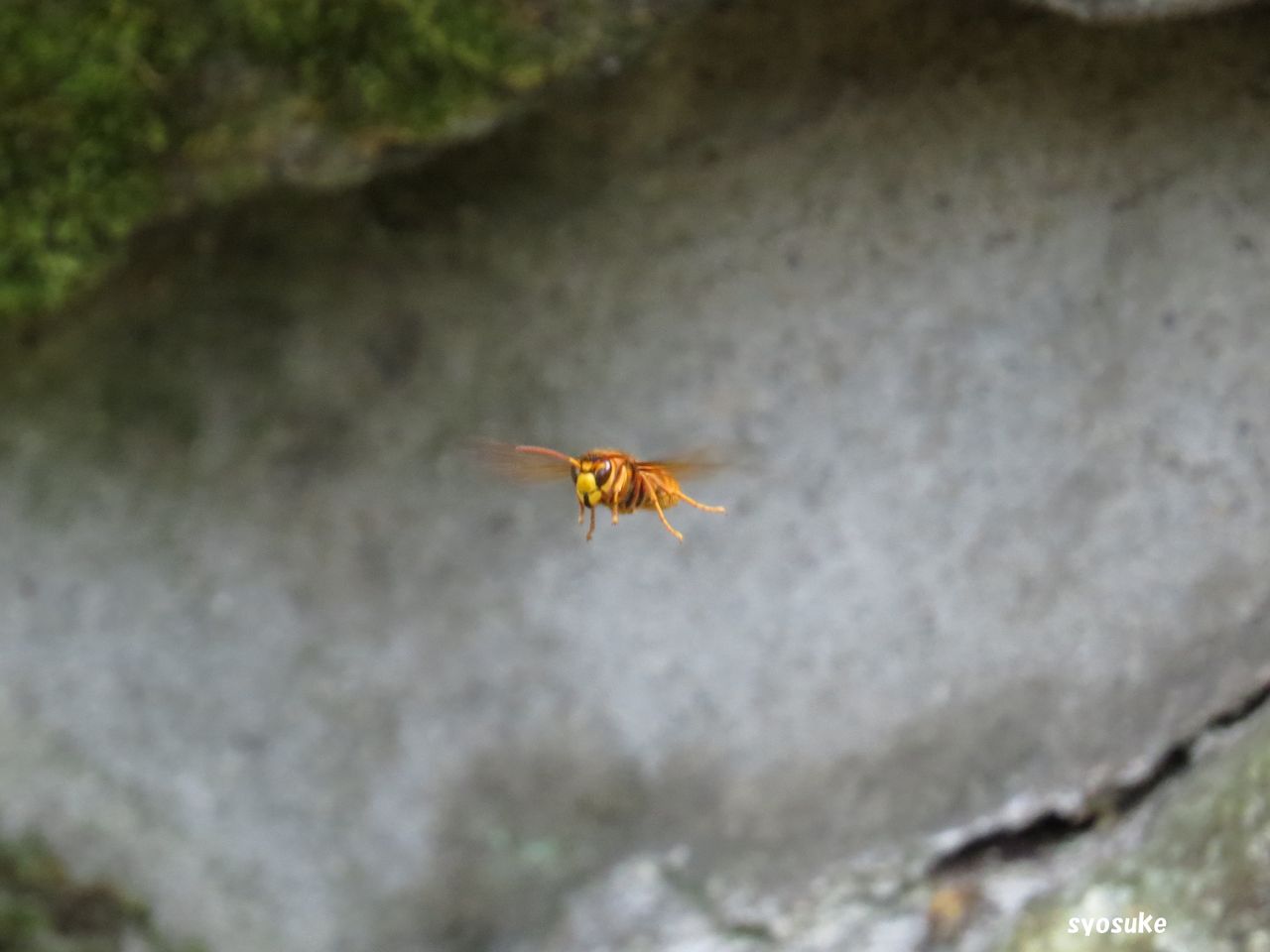 ニホンミツバチ 日本蜜蜂 道草