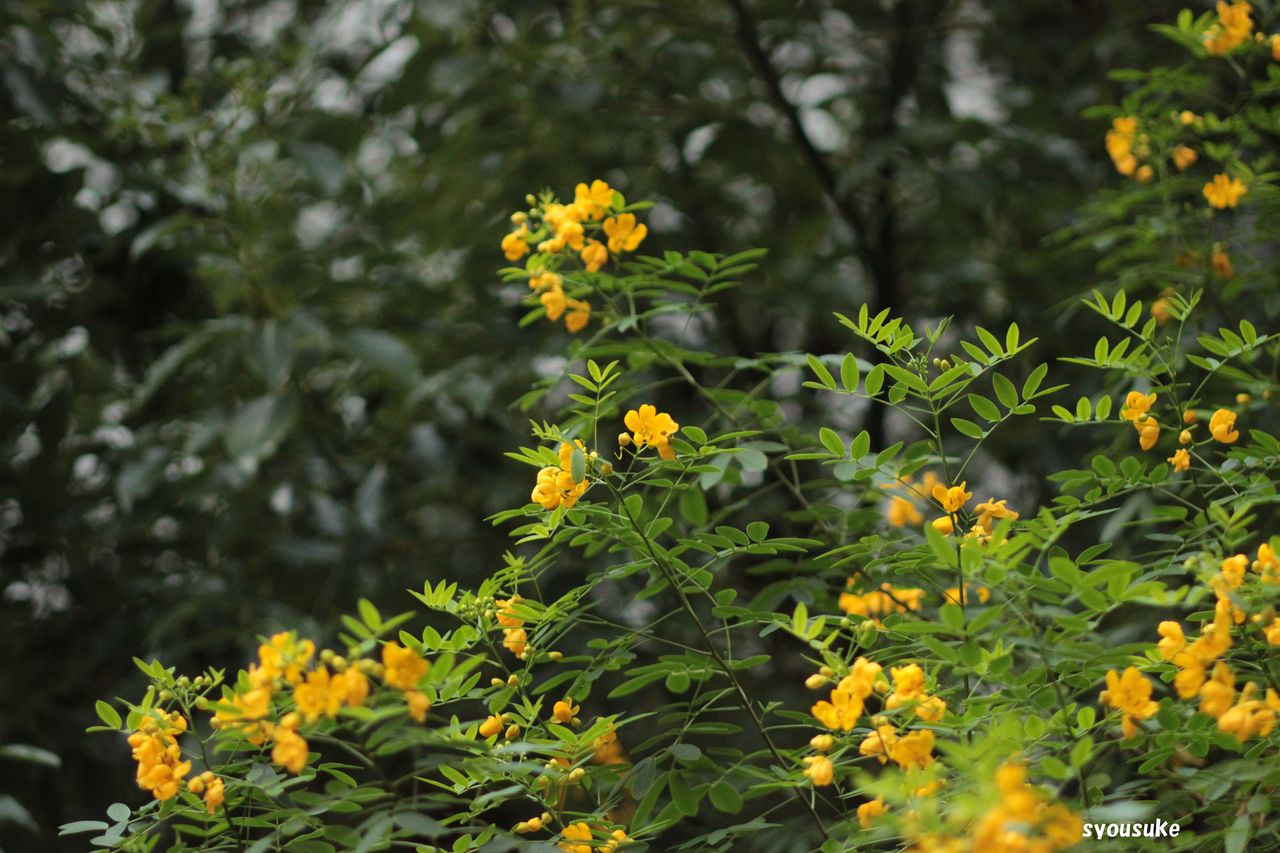 ハナセンナ 花旃那 道草