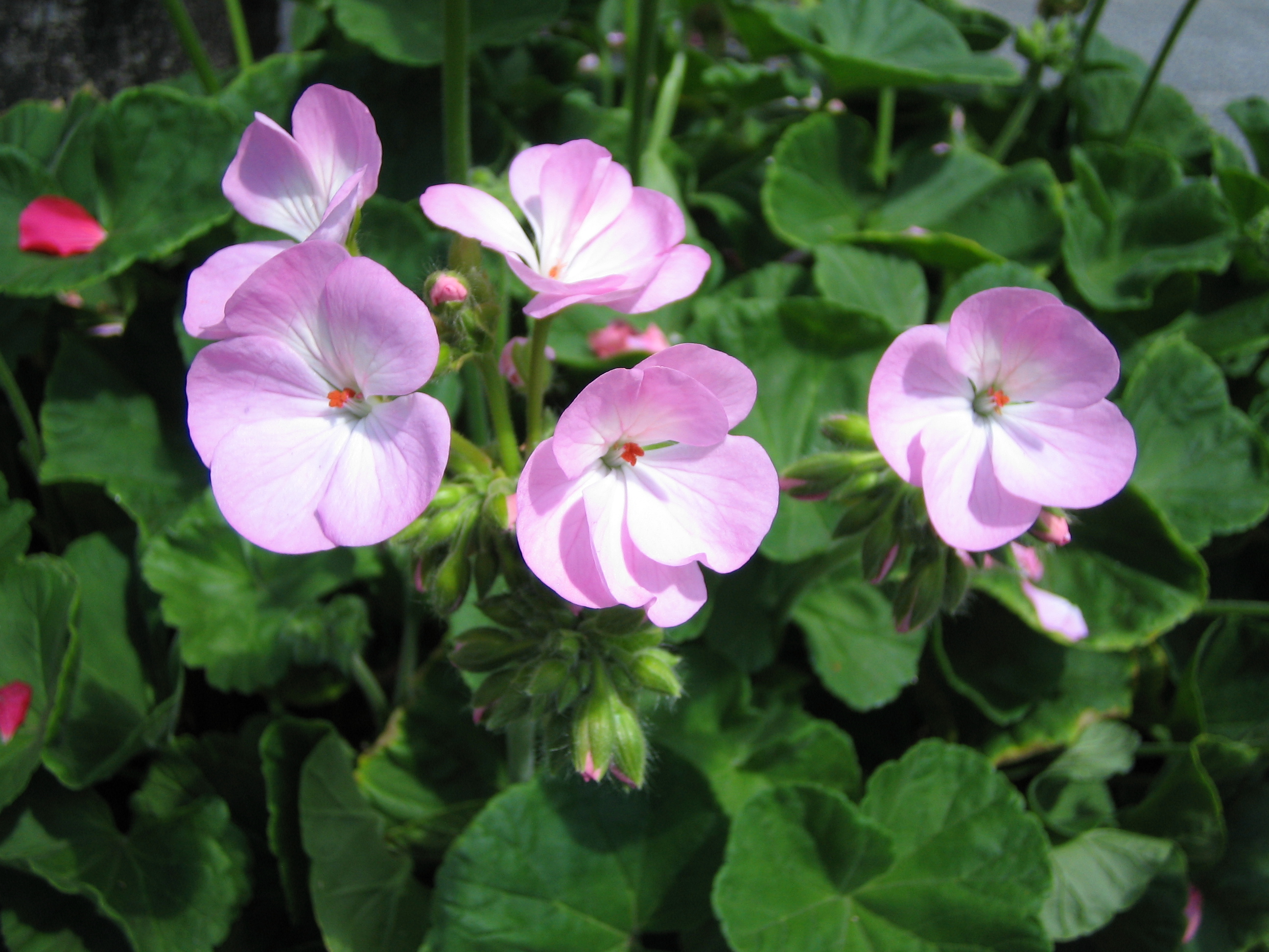 ゼラニューム 天竺葵 てんじくあおい 道草