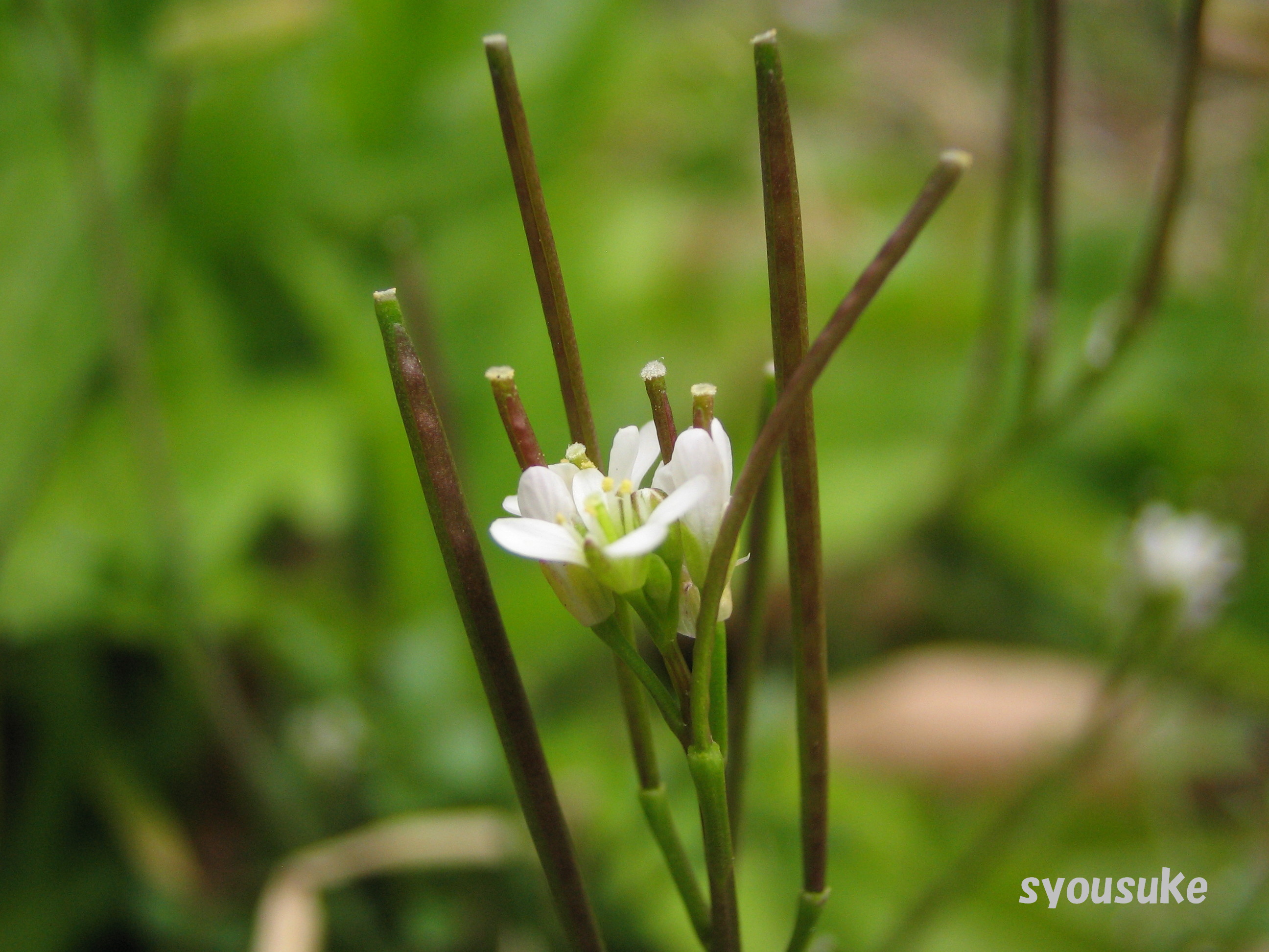 タネツケバナ ミチ