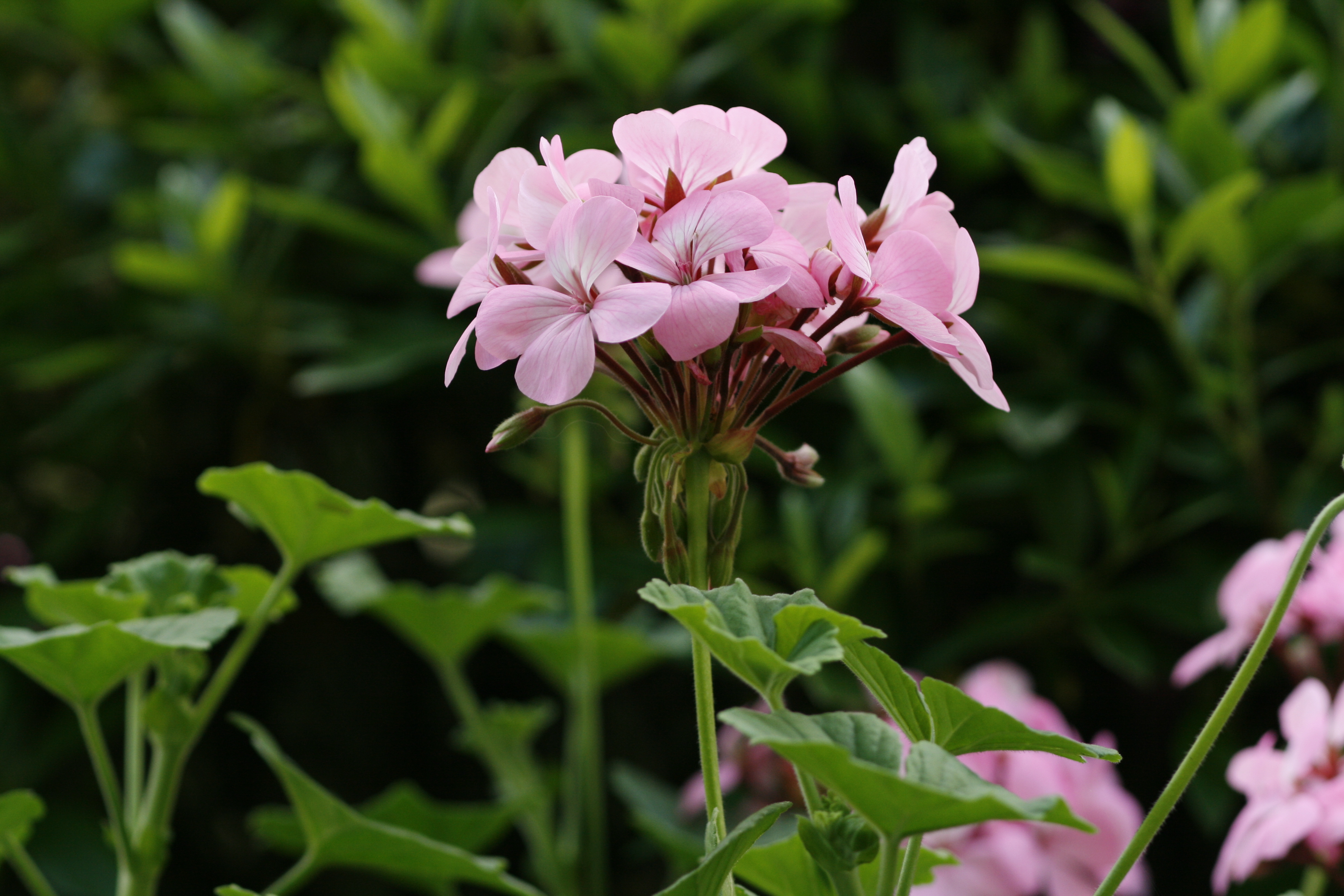 ゼラニューム 天竺葵 てんじくあおい 道草