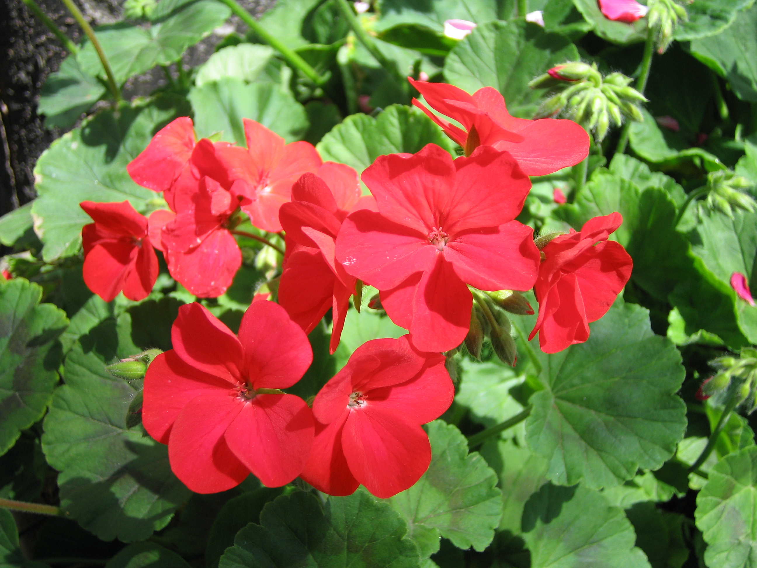 ゼラニューム 天竺葵 てんじくあおい 道草