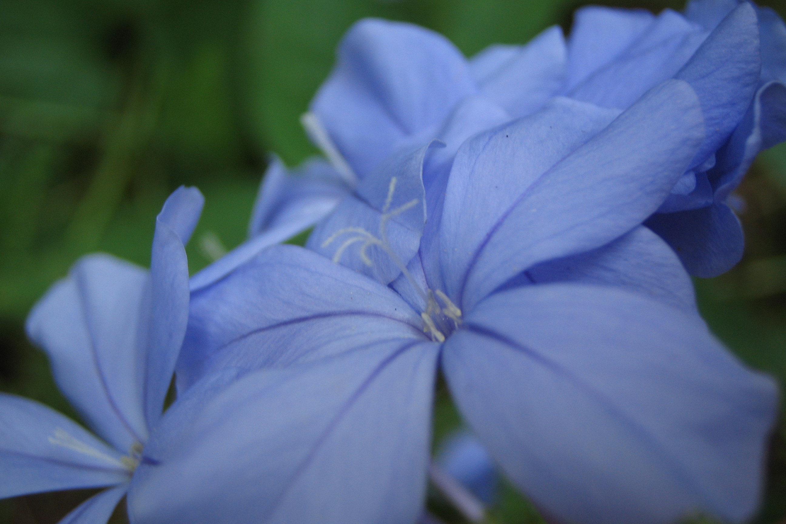 ルリマツリ 瑠璃茉莉 道草