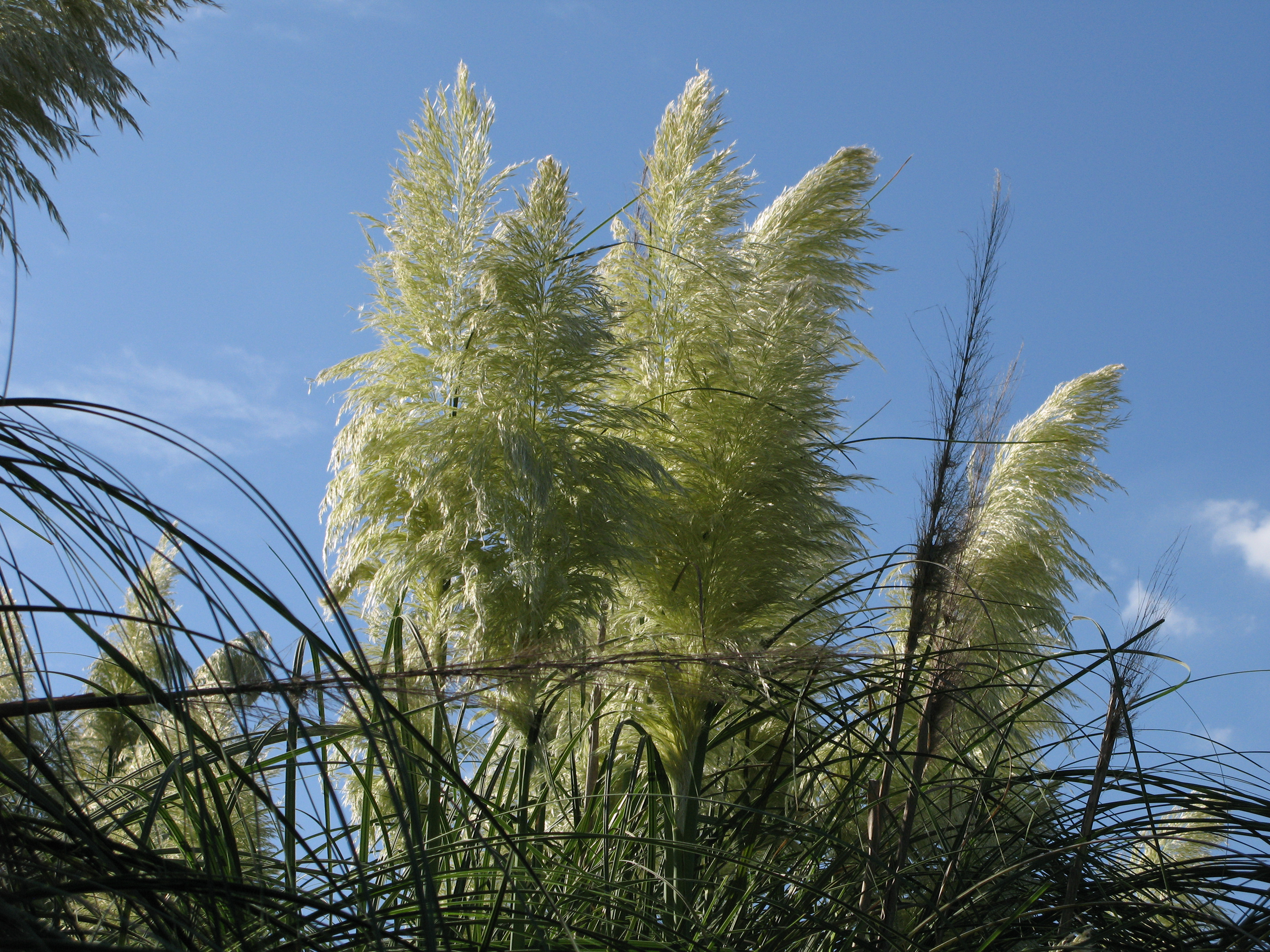 シロガネヨシ 白銀葭 パンパスグラス 道草