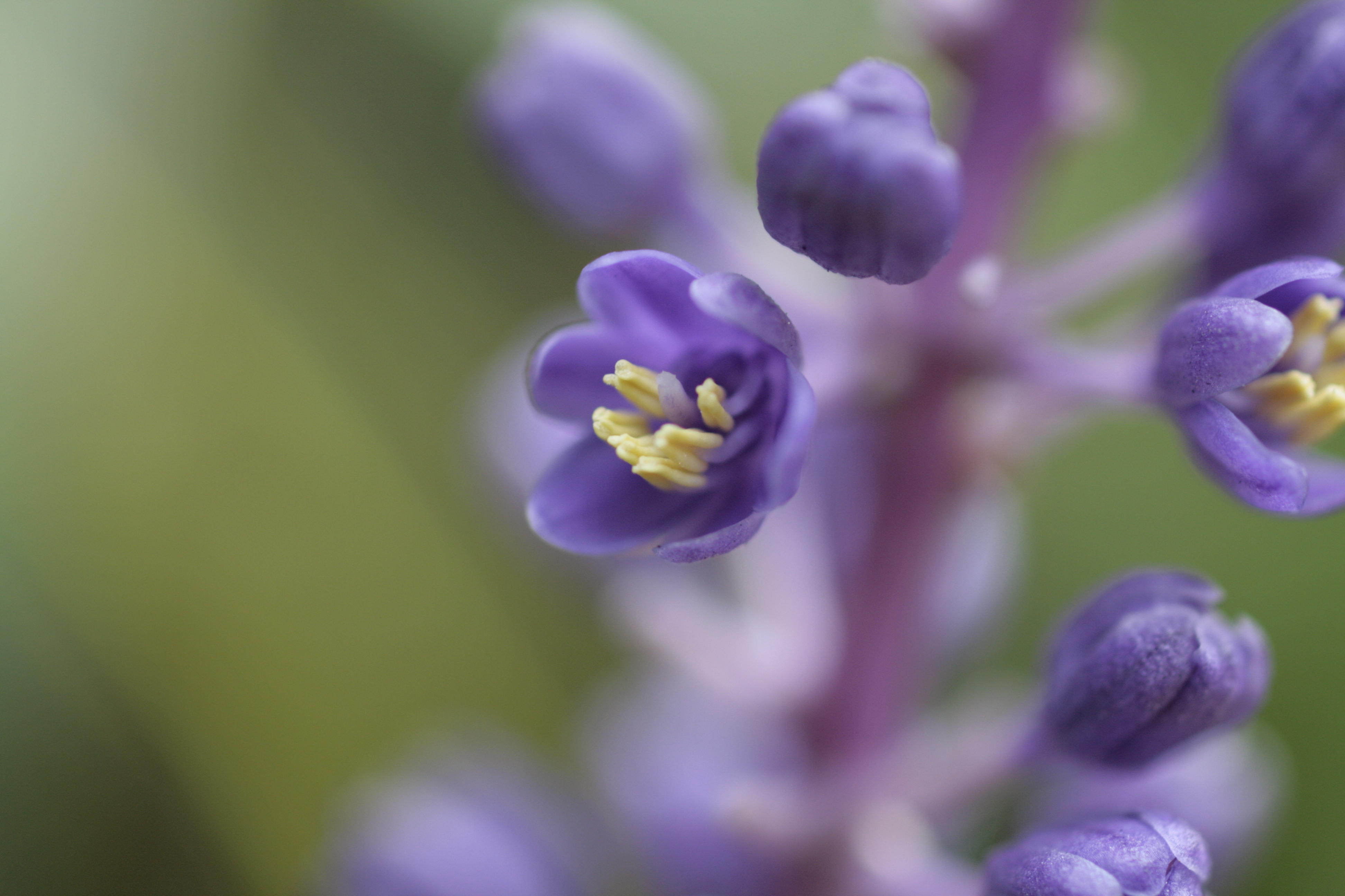 ヤブラン 藪蘭 道草