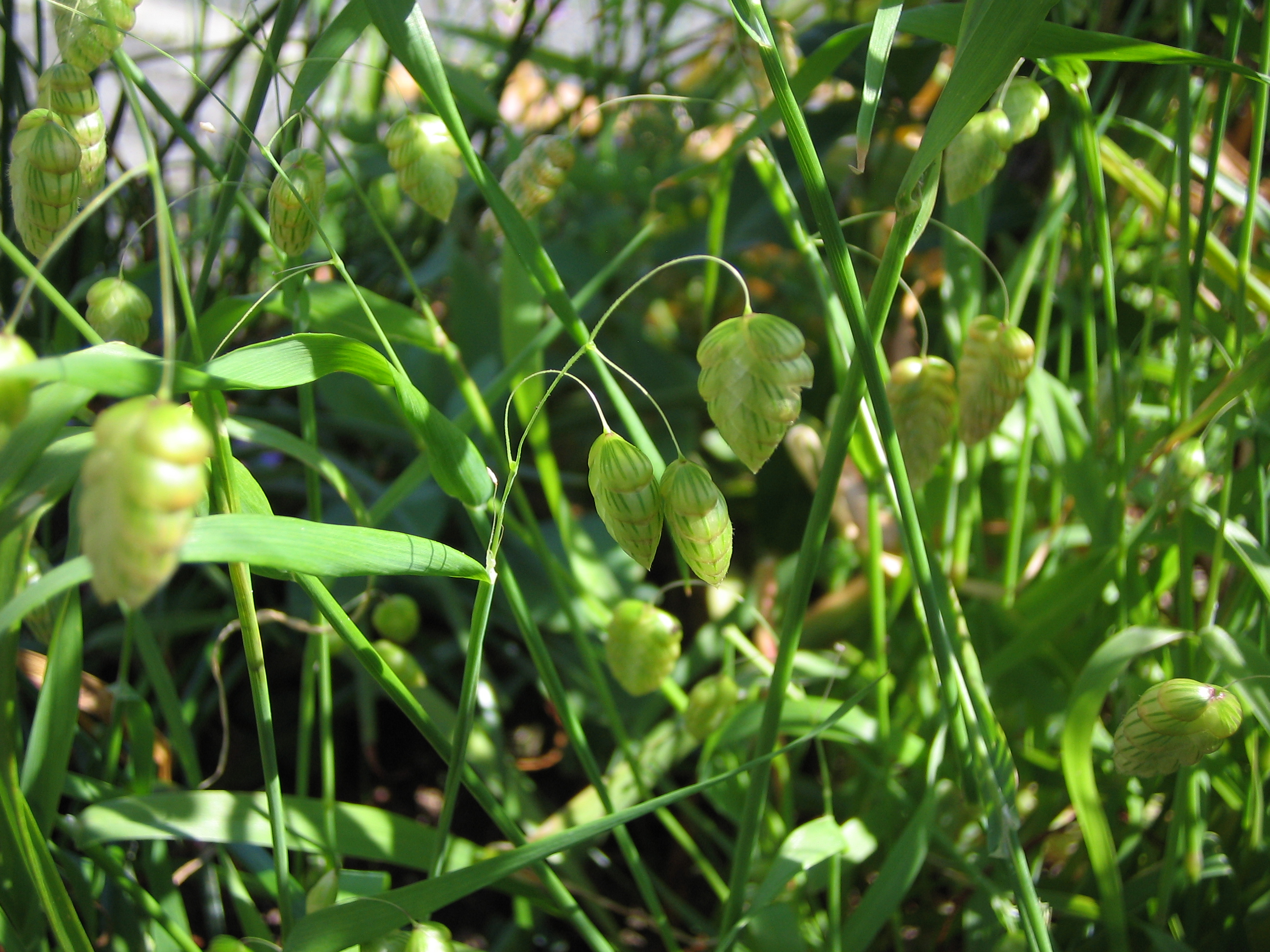 コバンソウ 小判草 道草