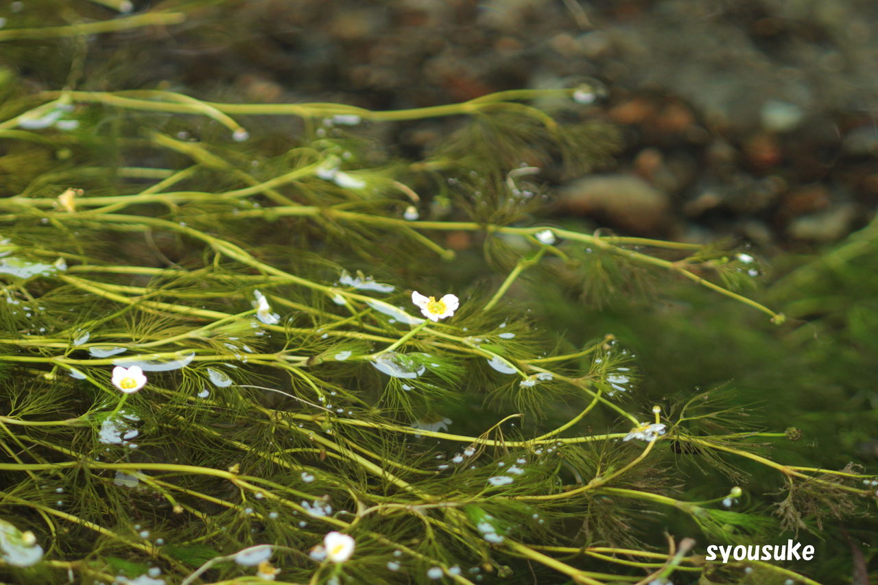バイカモ 梅花藻 道草 バイカモ 梅花藻 道草