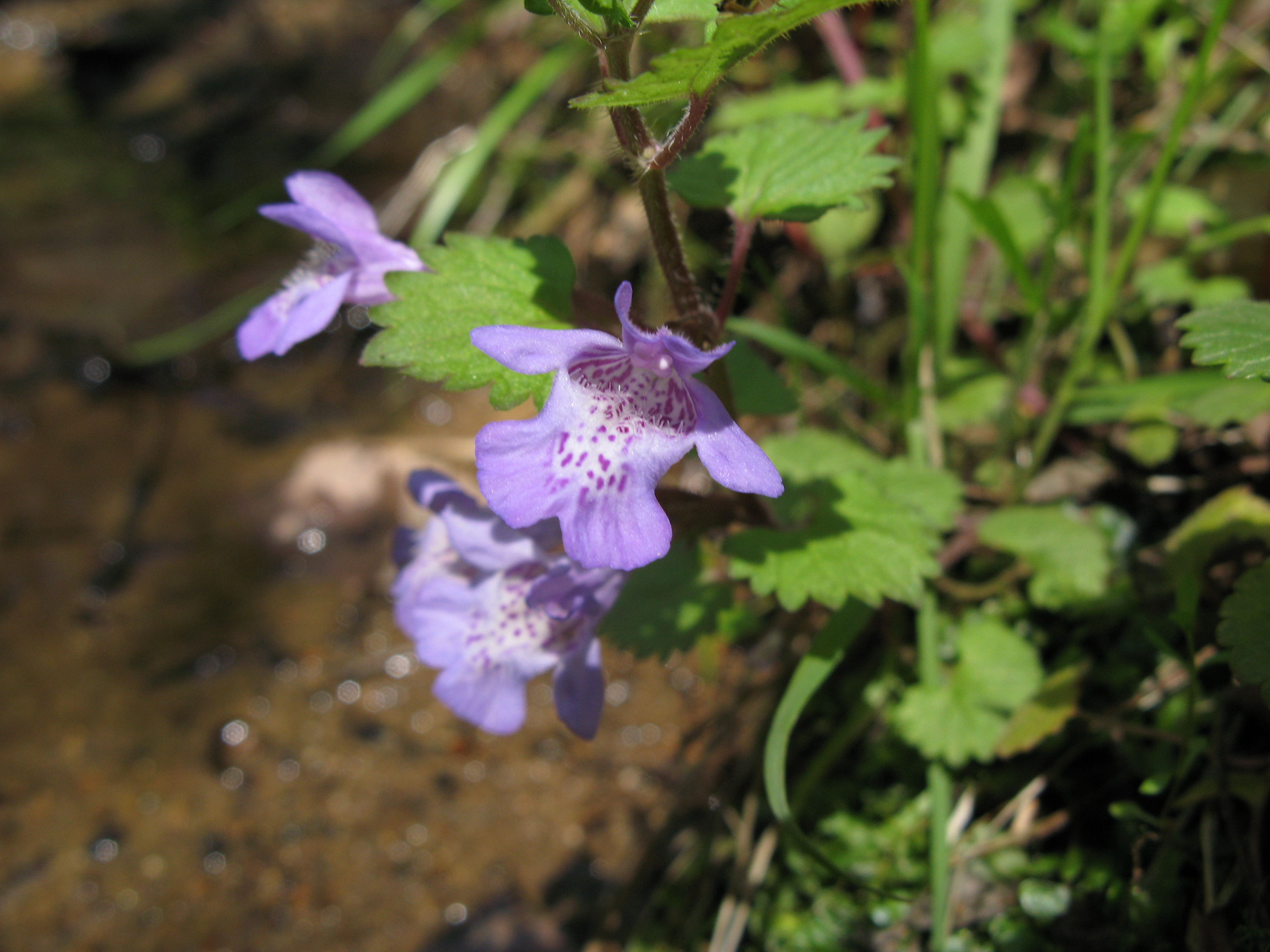 カキドオシ 垣通 道草
