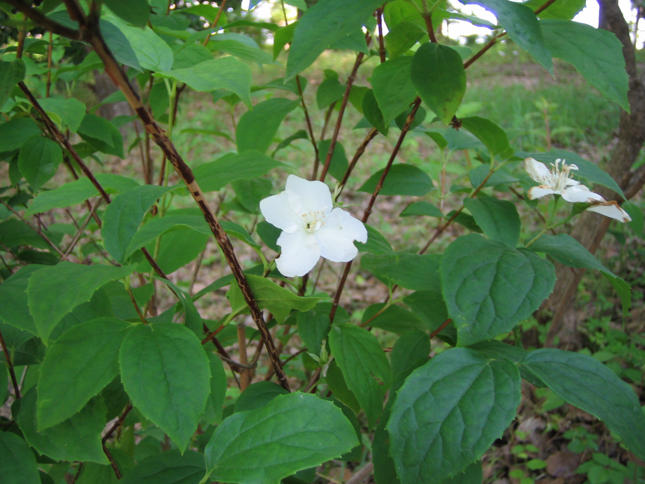 バイカウツギ（梅花空木） : 道草