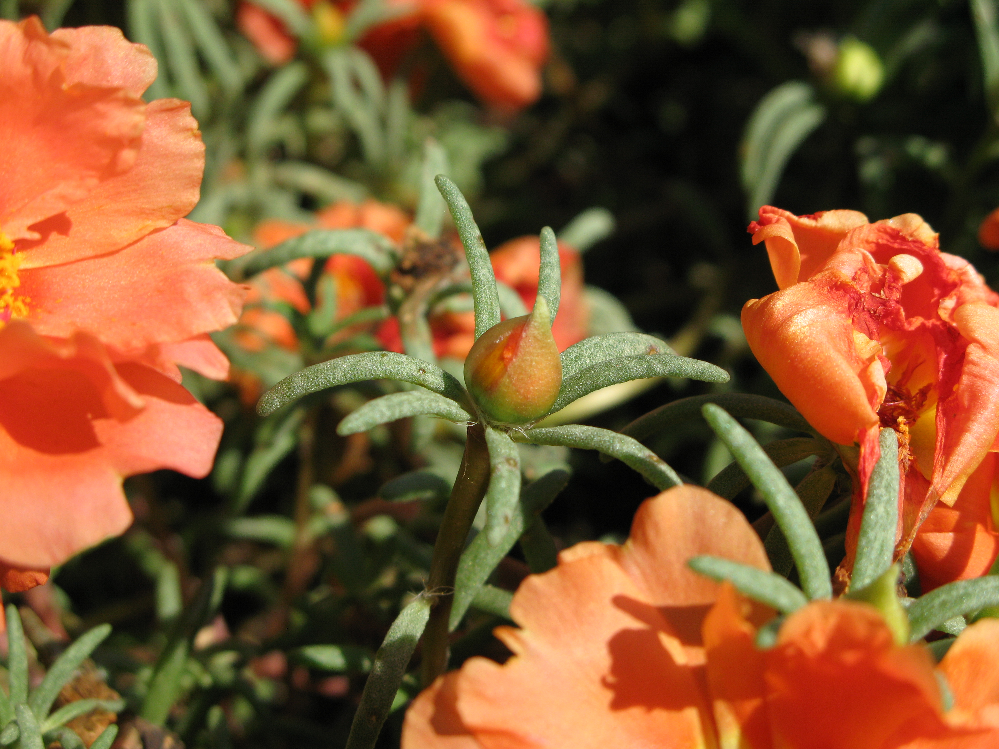 マツバボタン 松葉牡丹 道草