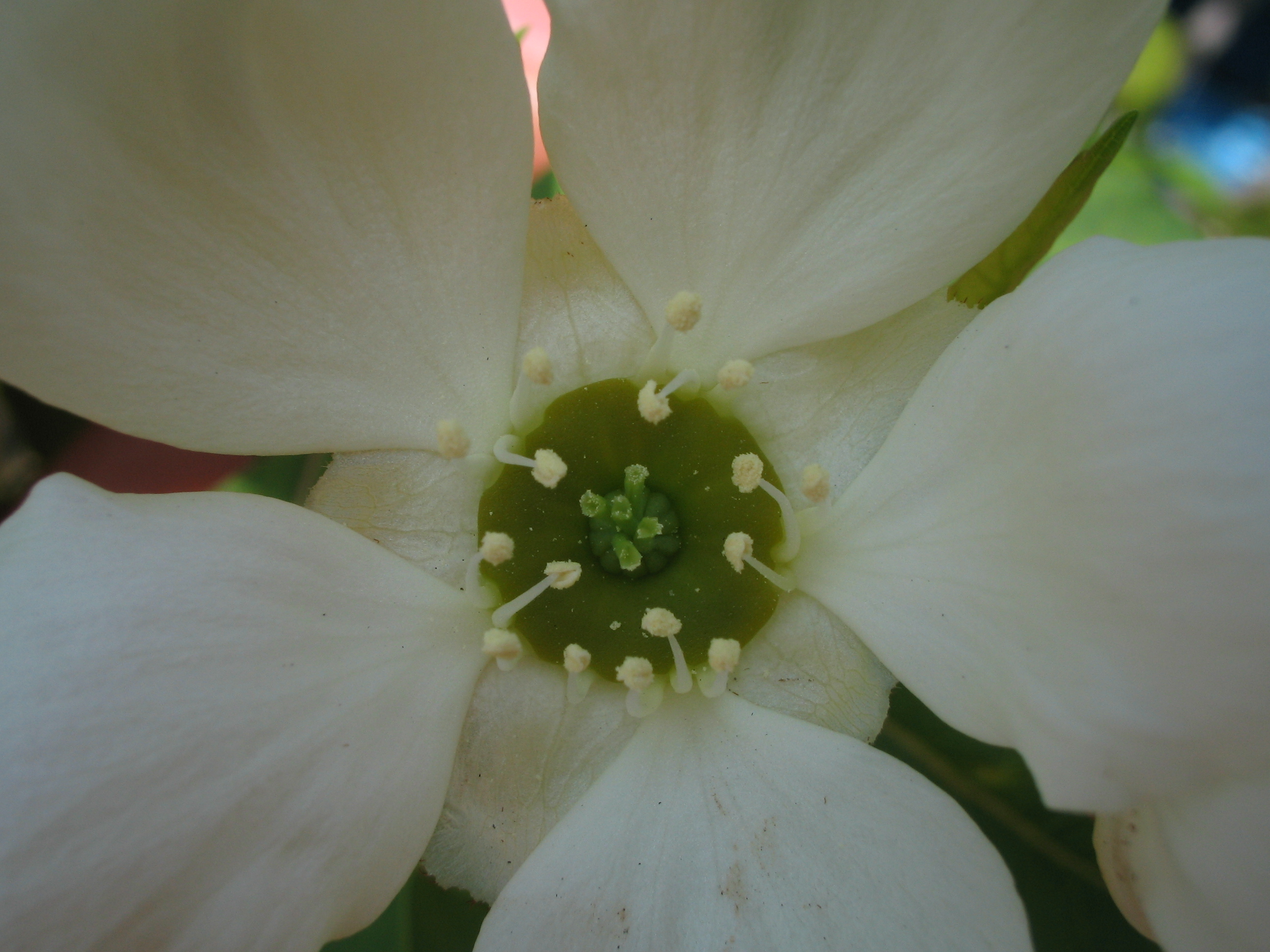 リキュウバイ 利休梅 道草
