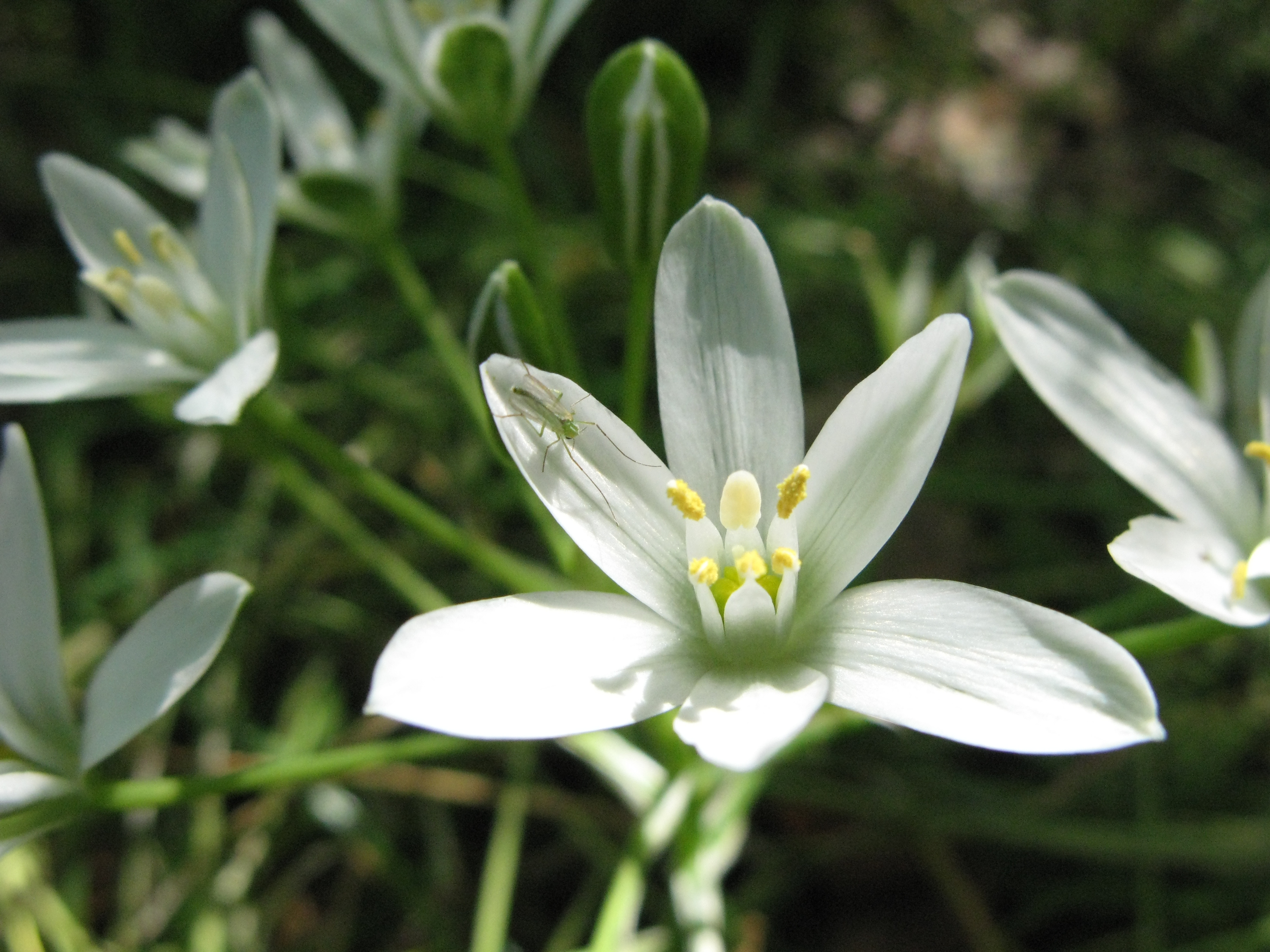 オオアマナ 大甘菜 道草 オオアマナ 大甘菜 道草