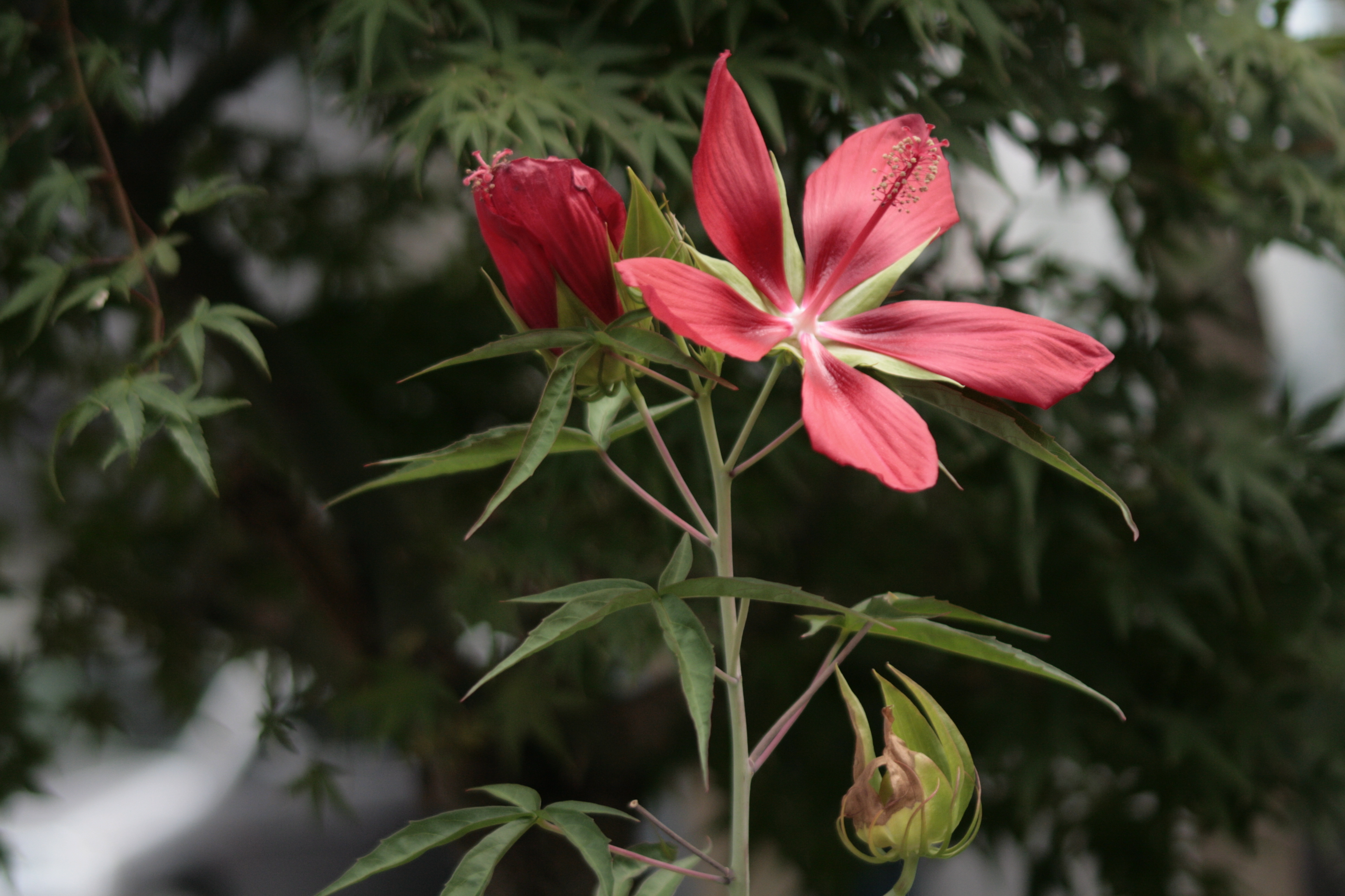 モミジアオイ 紅葉葵 道草