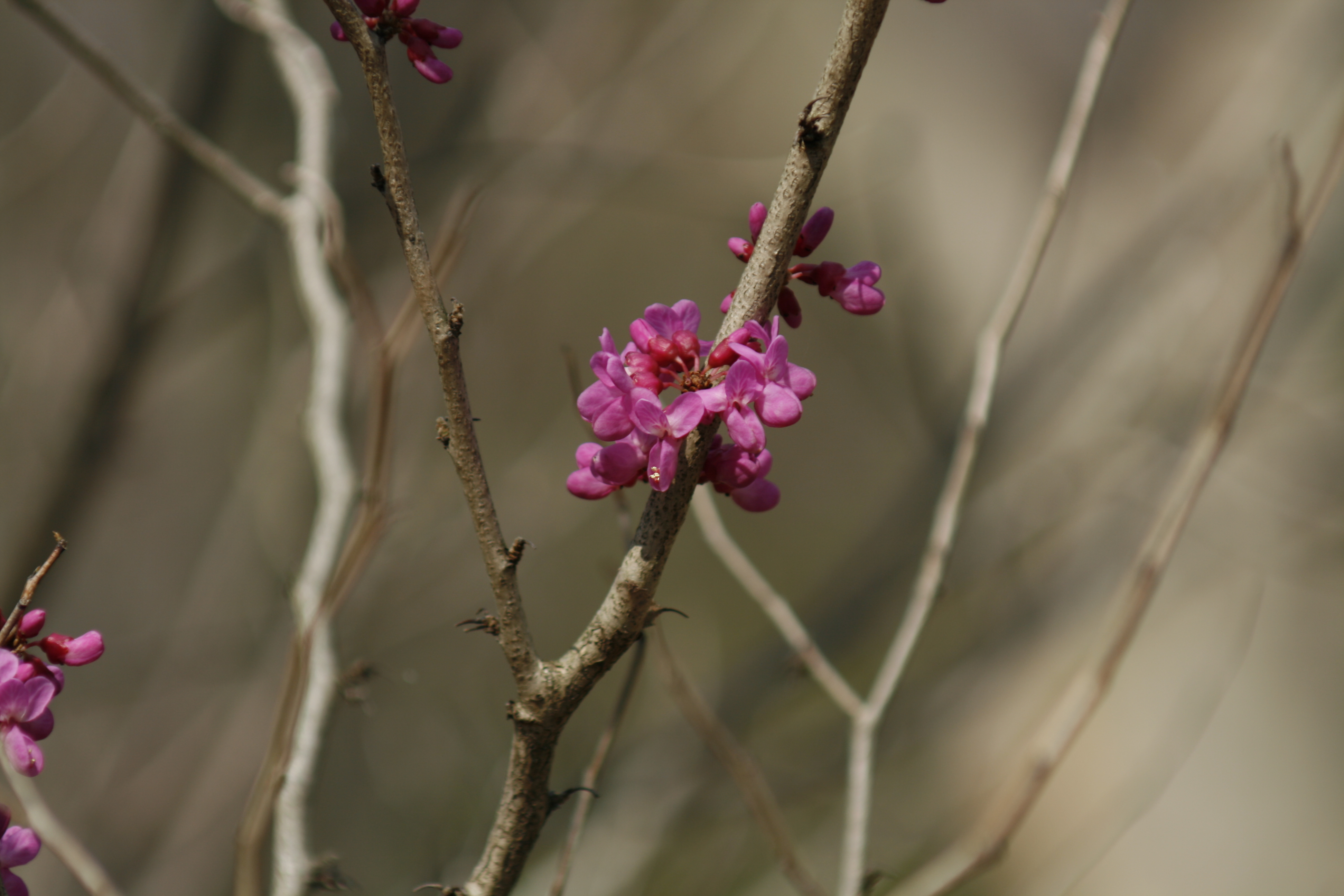 ハナズオウ 花蘇芳 道草