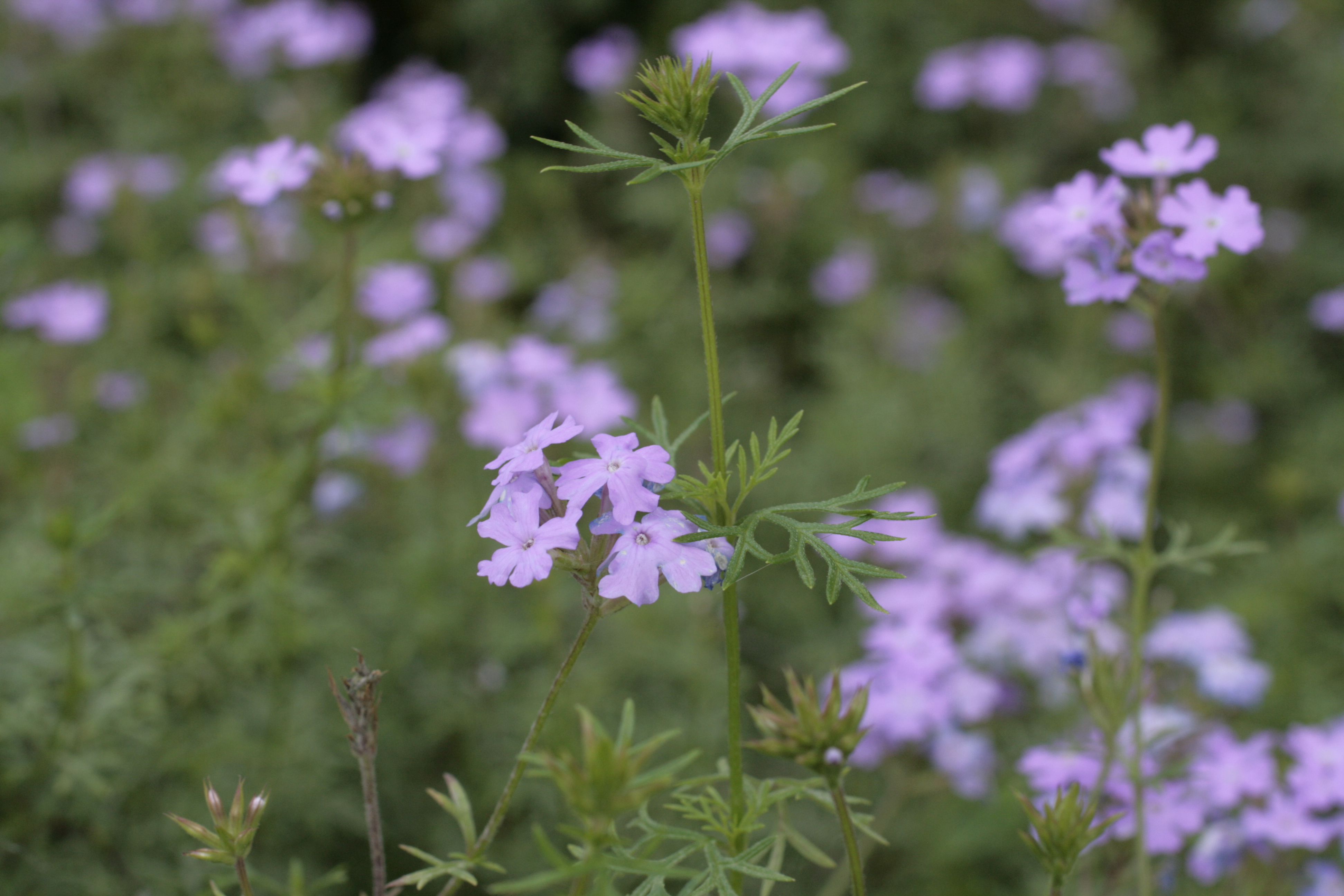 バーベナ テヌイセクタ カラクサハナガサ 唐草花笠 道草