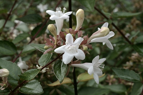 アベリア（Abelia）