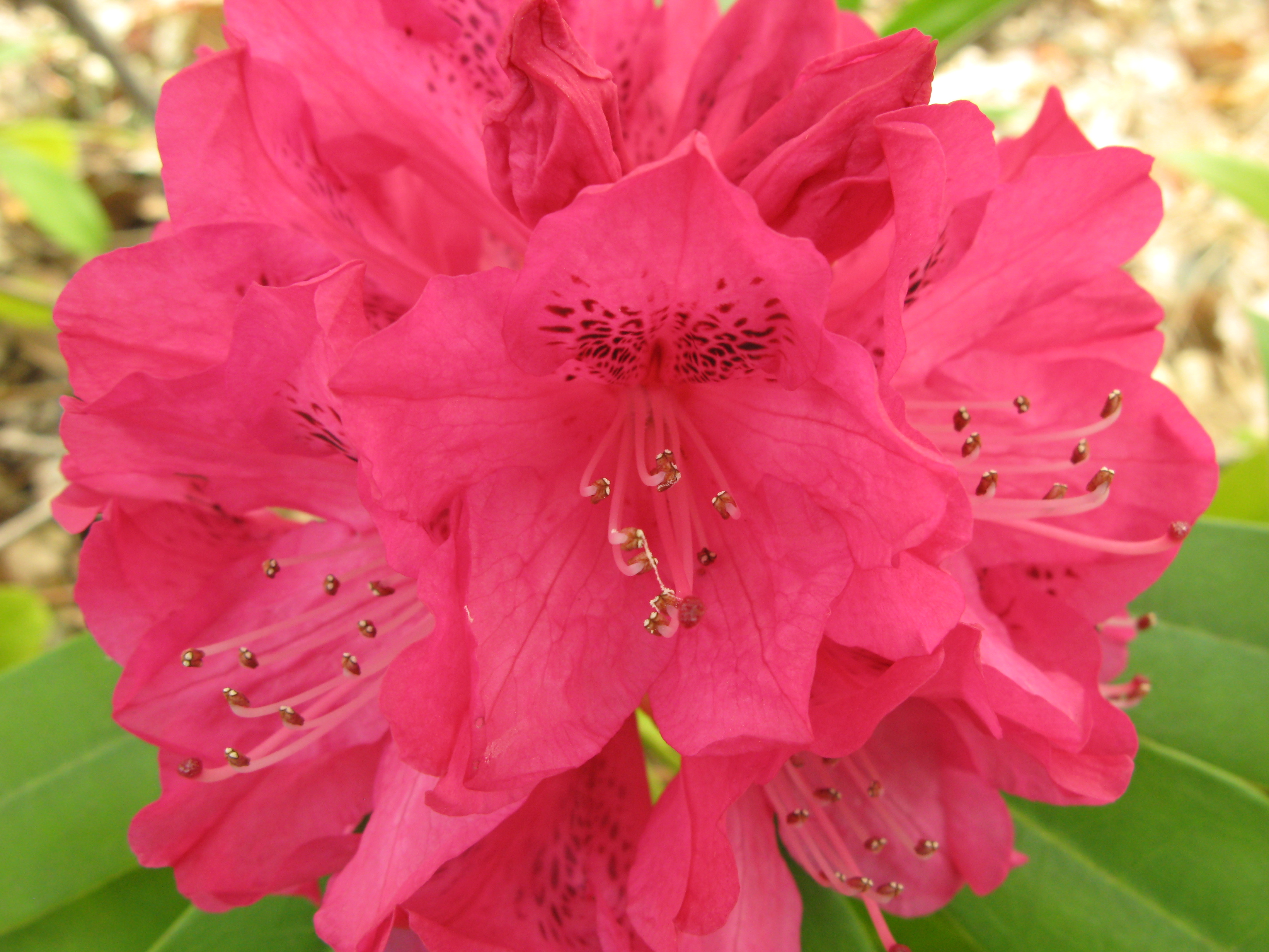 石南花