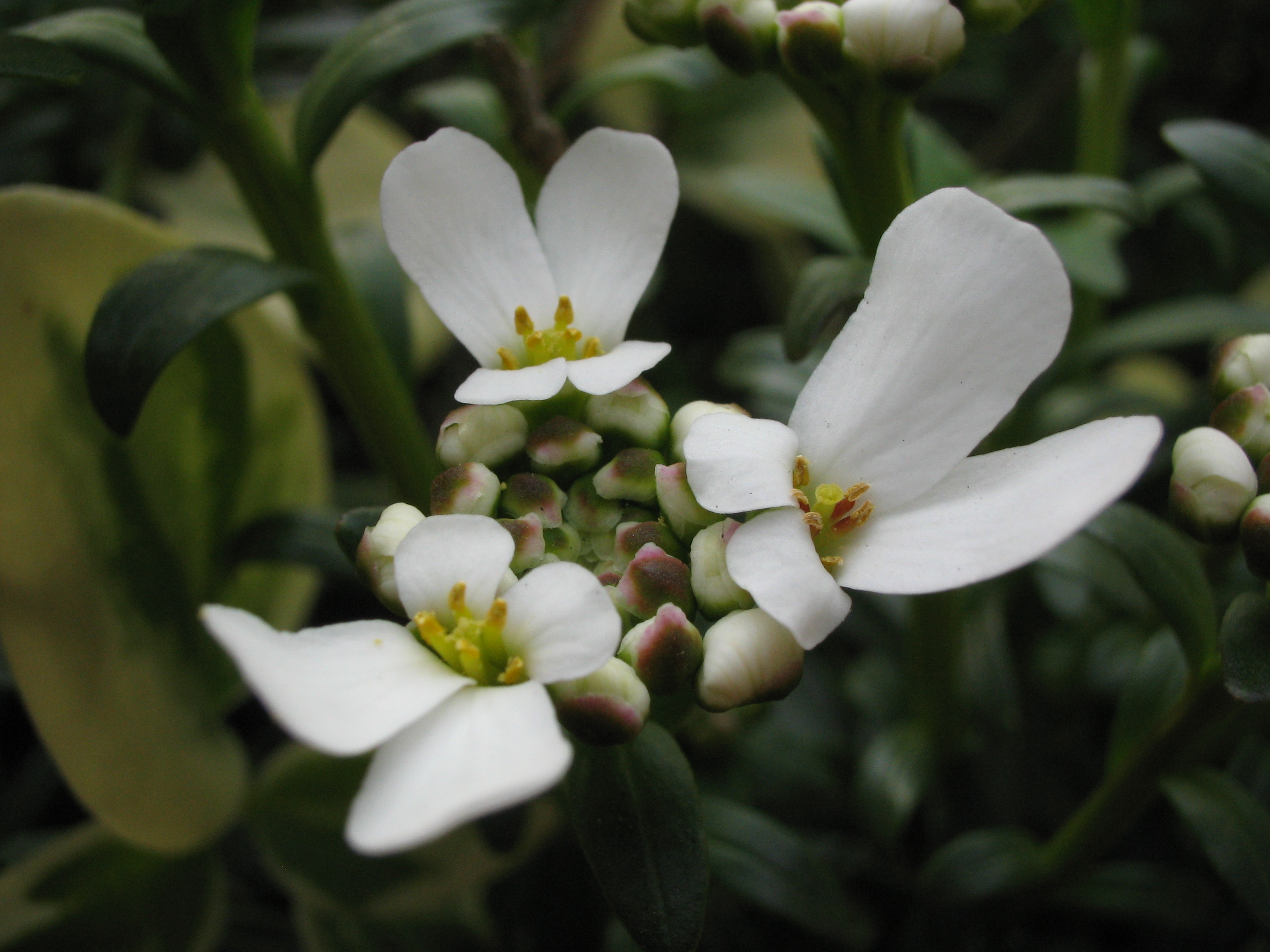 イベリス センペルビレンス トキワナズナ 道草