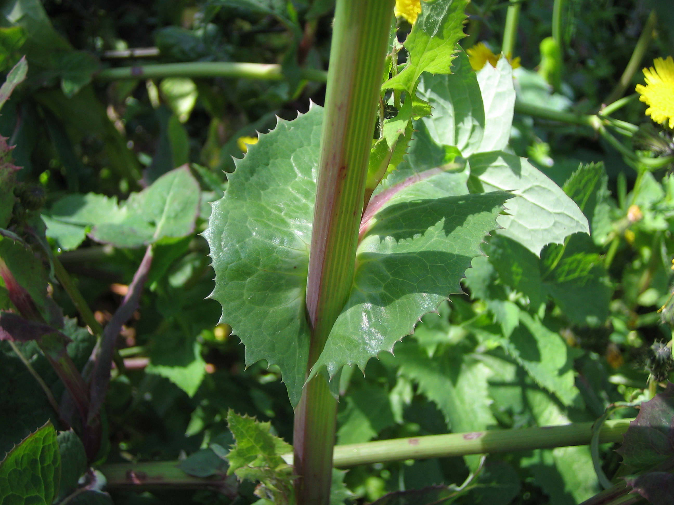 ノゲシ 野芥子 道草