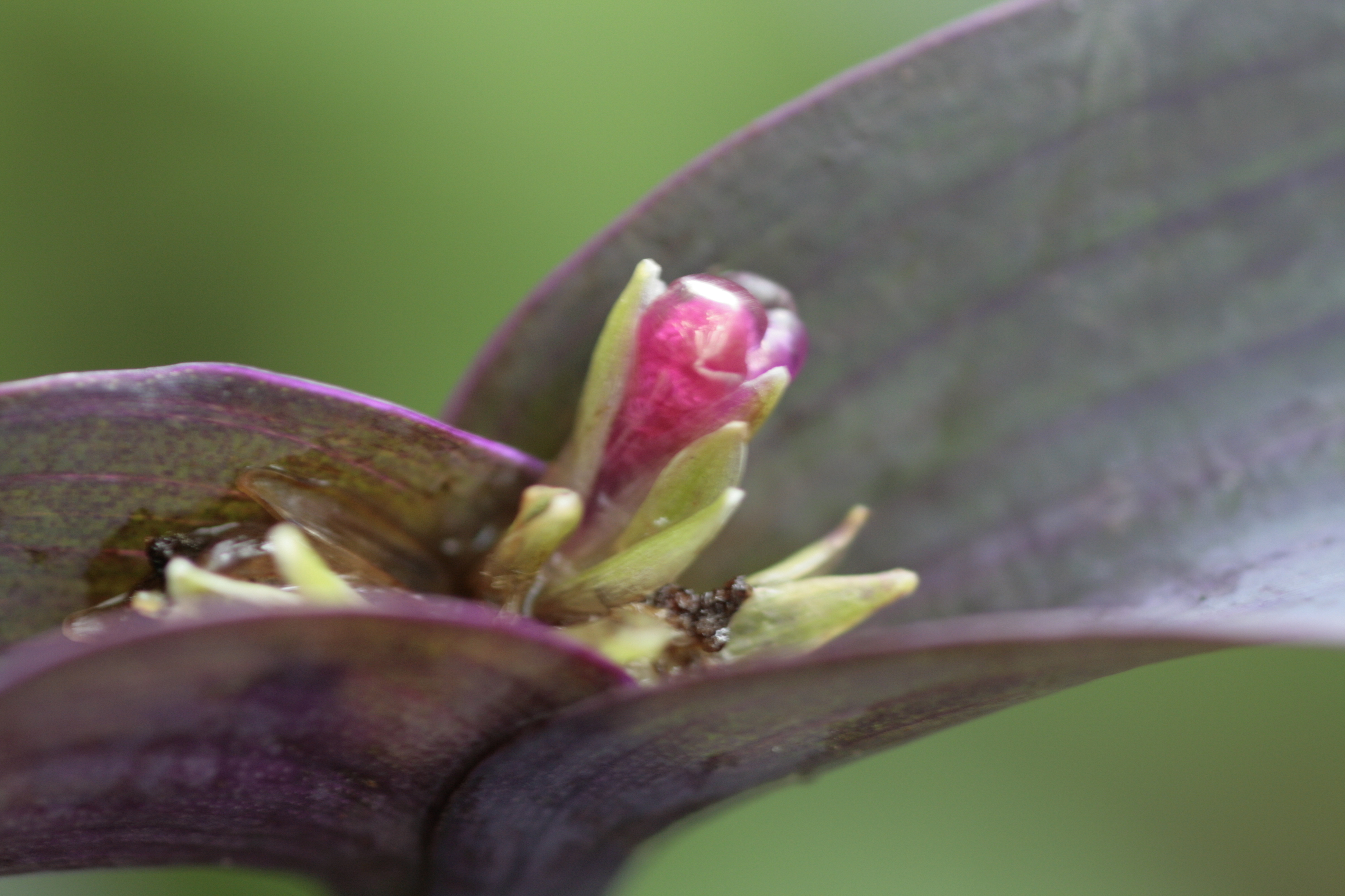 ムラサキゴテン 紫御殿 道草