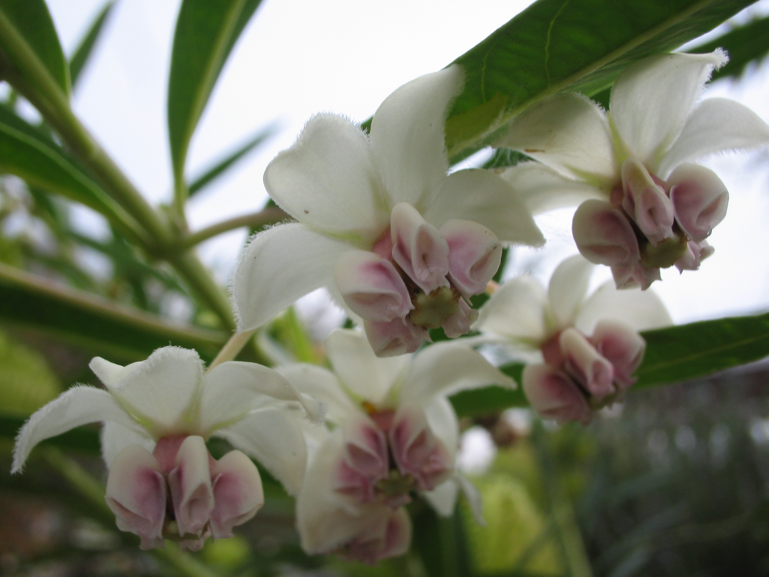 フウセントウワタ 風船唐綿 道草