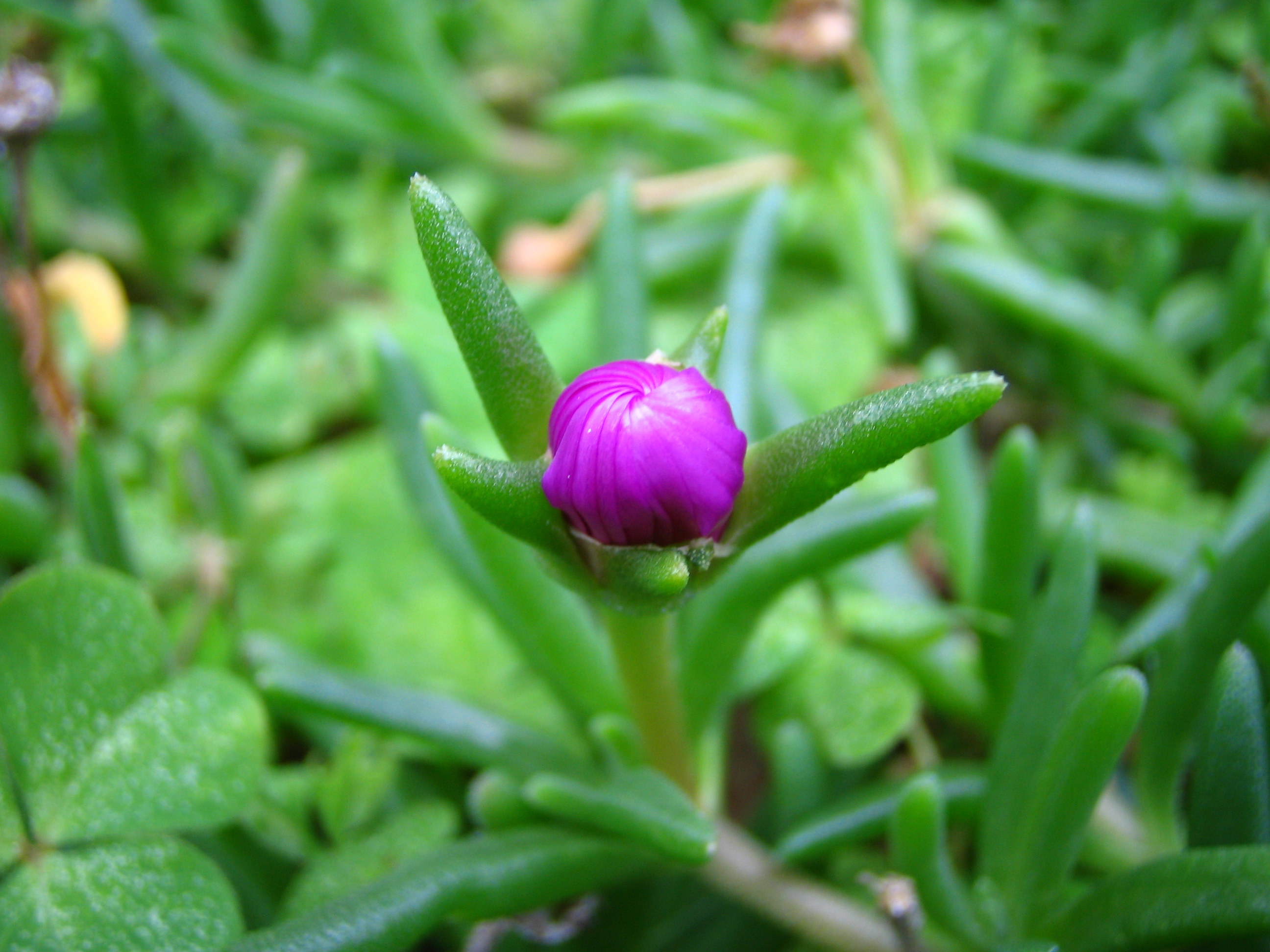 マツバギク 松葉菊 道草