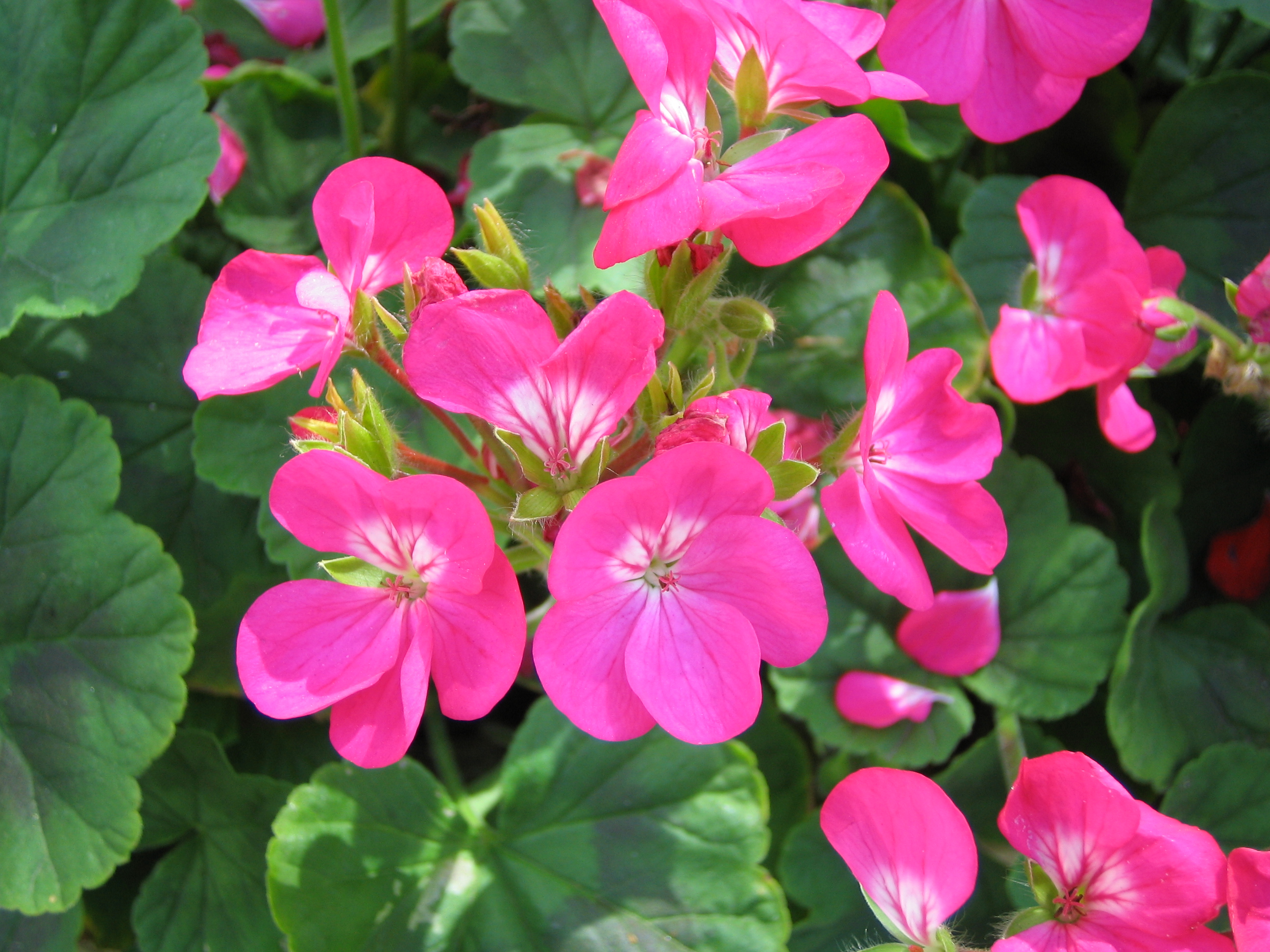 ゼラニューム 天竺葵 てんじくあおい 道草