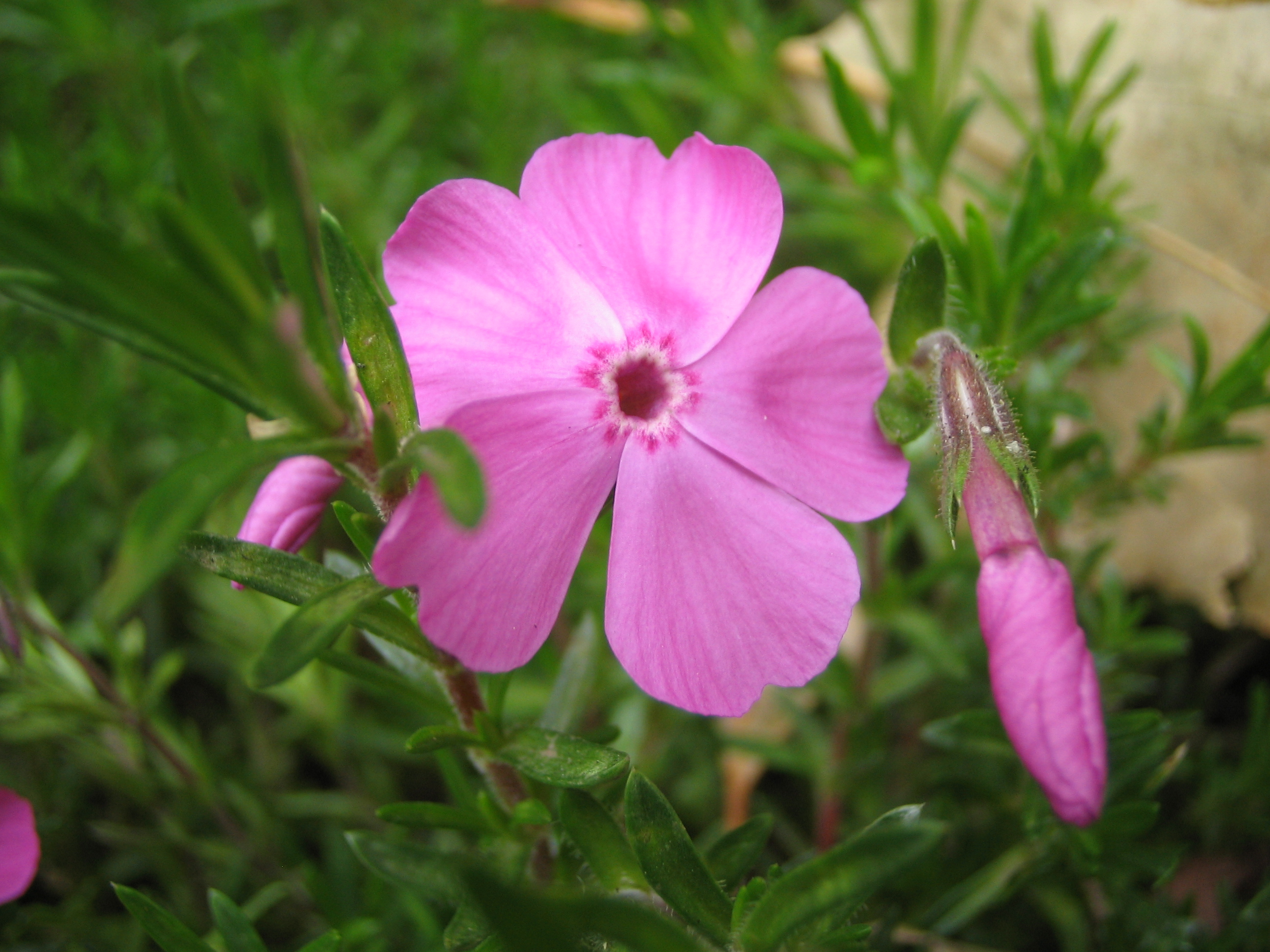 道草シバザクラ（芝桜）