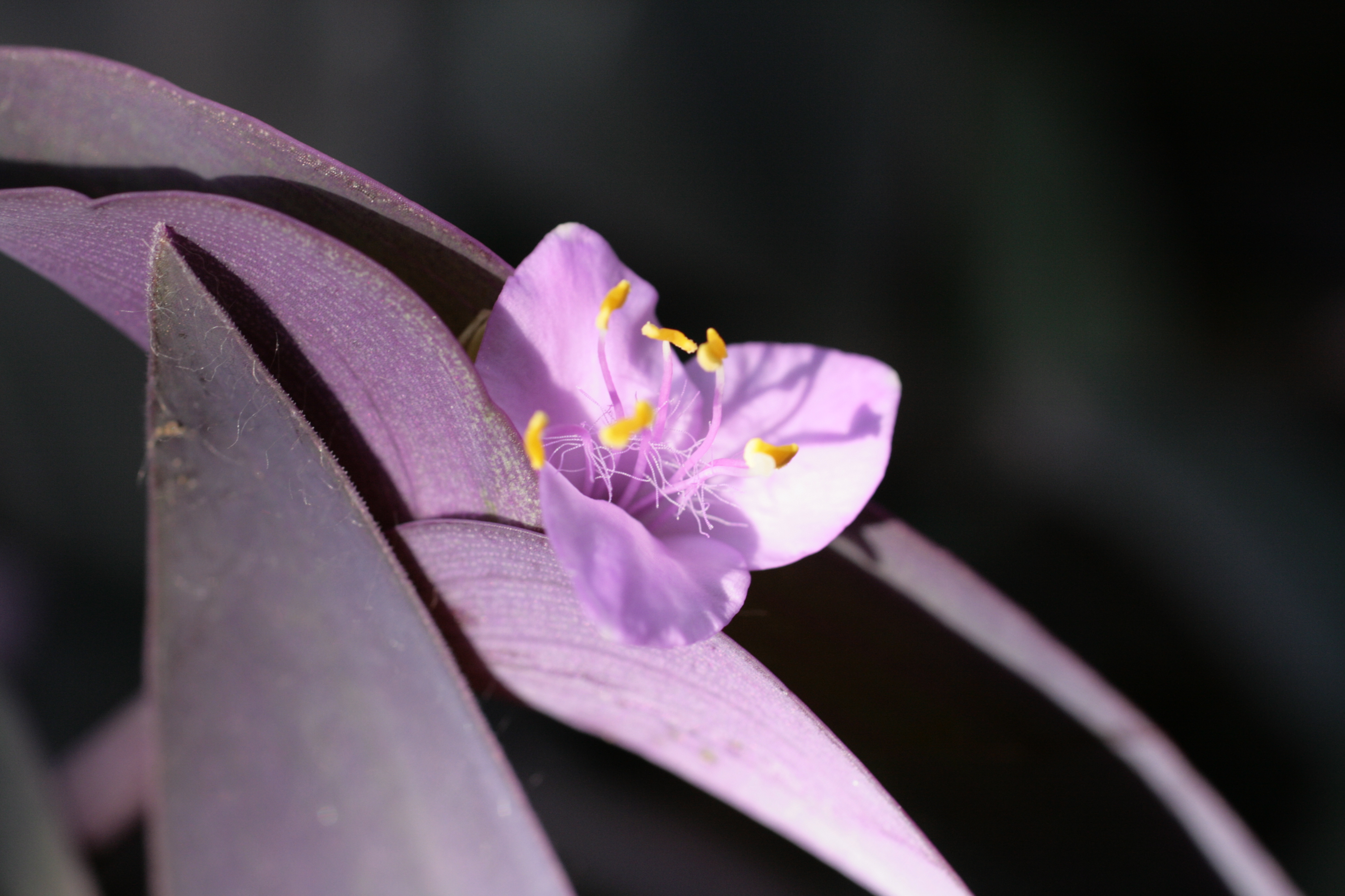 ムラサキゴテン 紫御殿 道草
