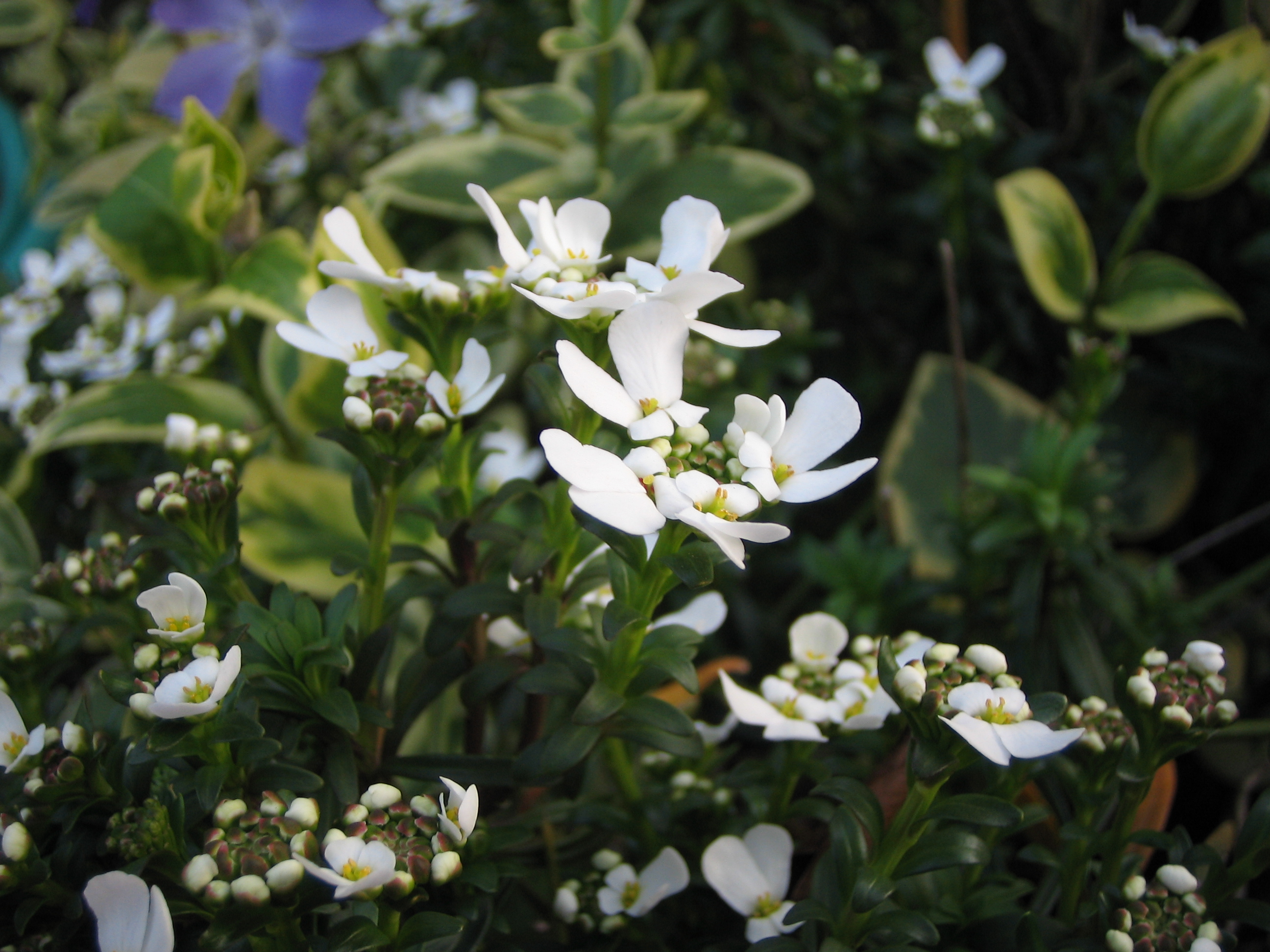 イベリス センペルビレンス トキワナズナ 道草