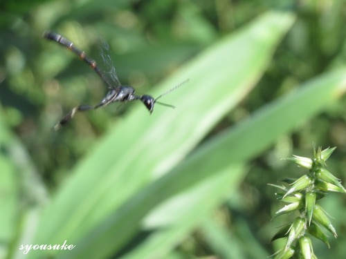 IMG_5497-tri
