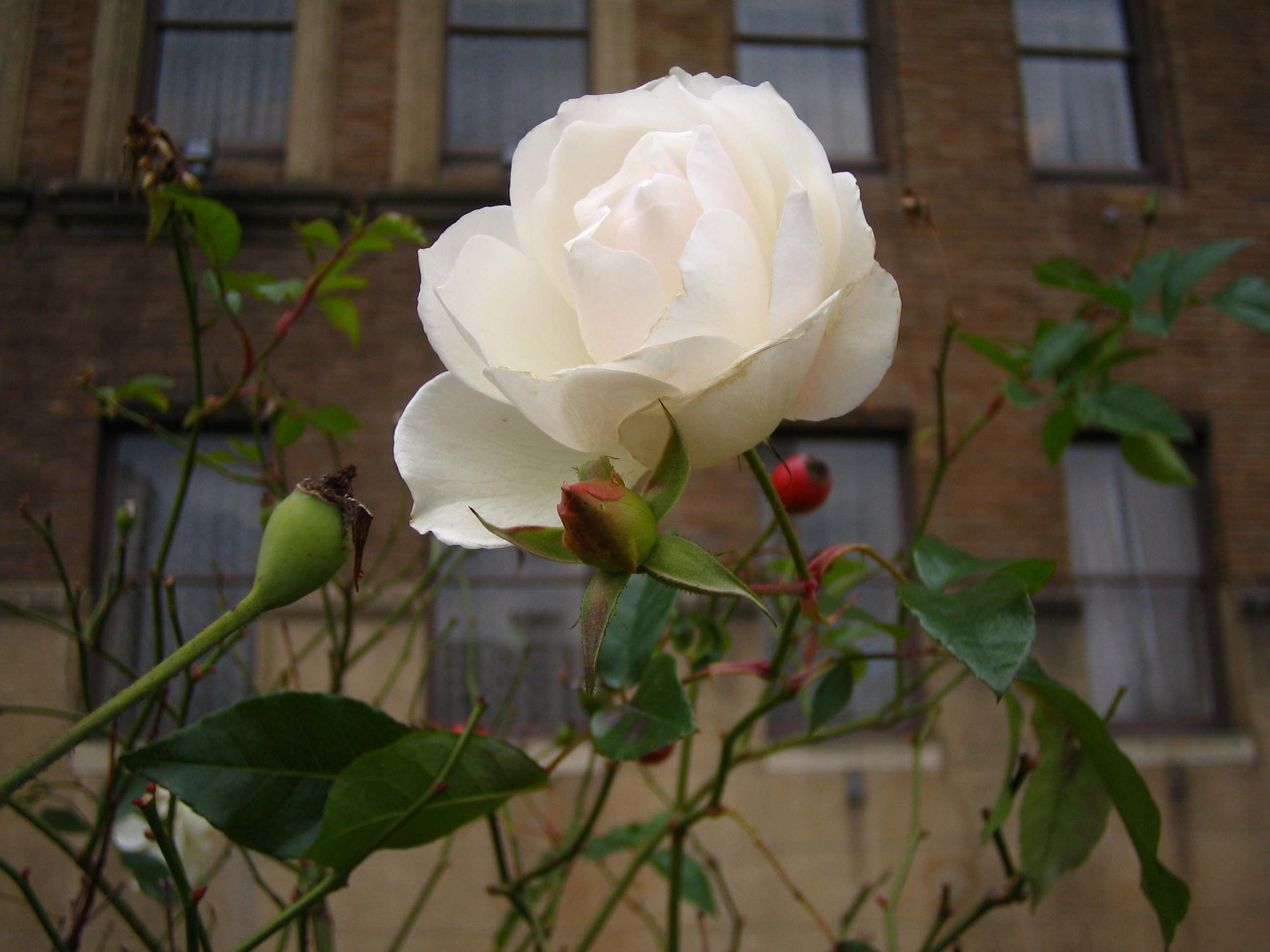 バラ 薔薇 冬薔薇 ふゆそうび 道草