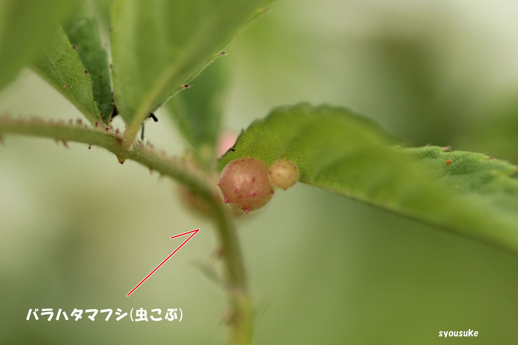 ノイバラ 野茨 道草 ノイバラ 野茨 道草