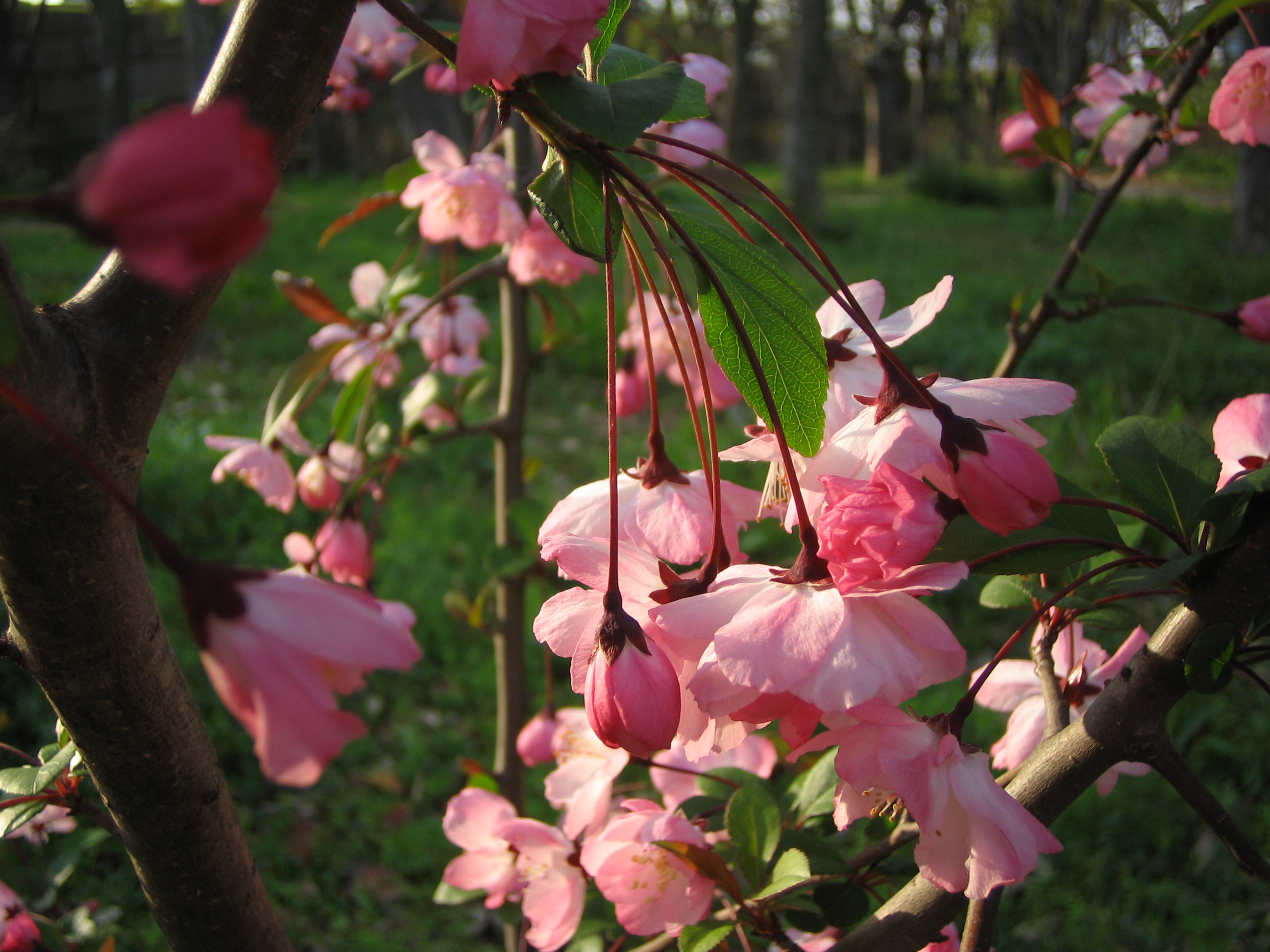 ハナカイドウ 花海棠 道草